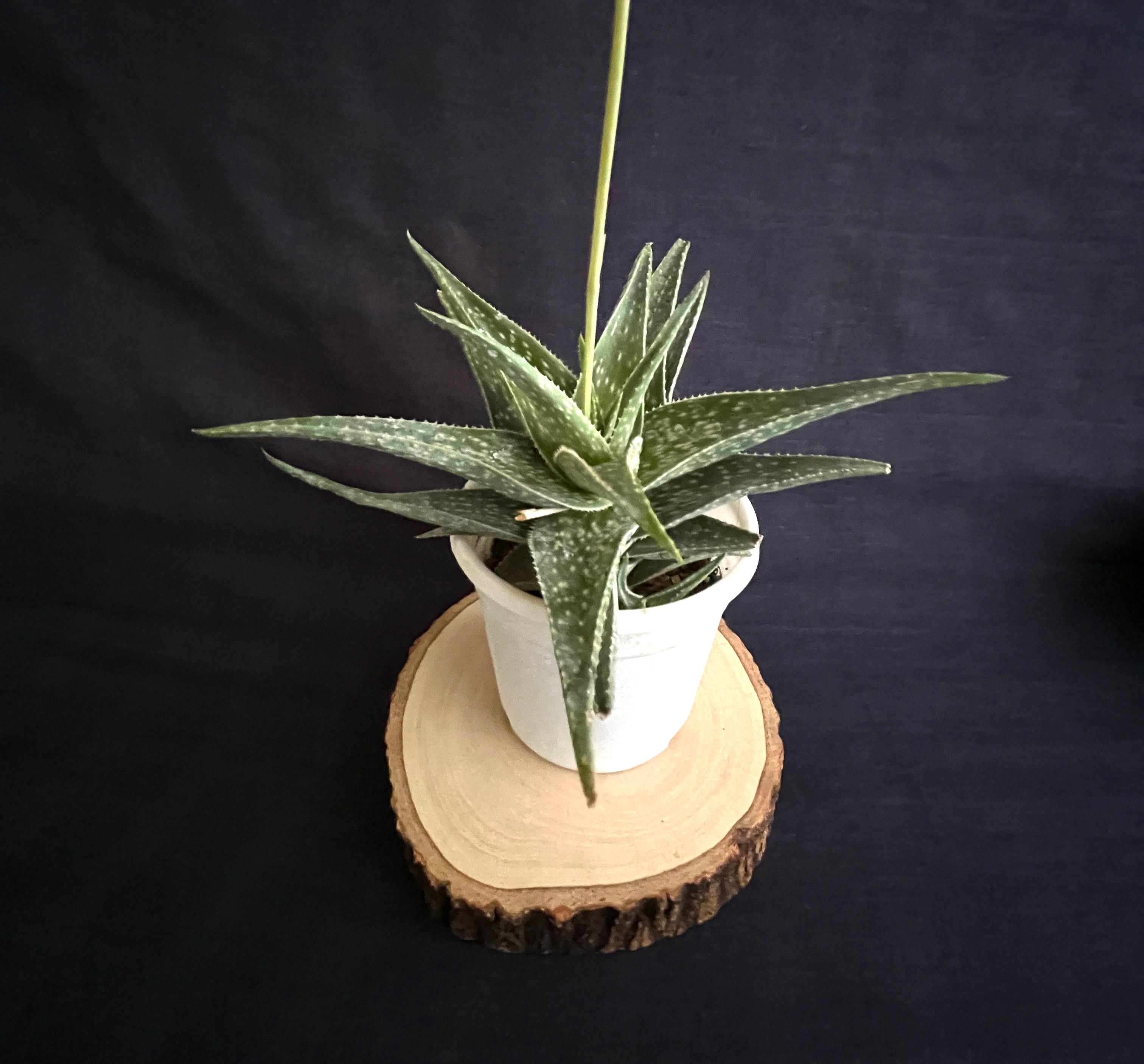 Aloe Cha Cha 