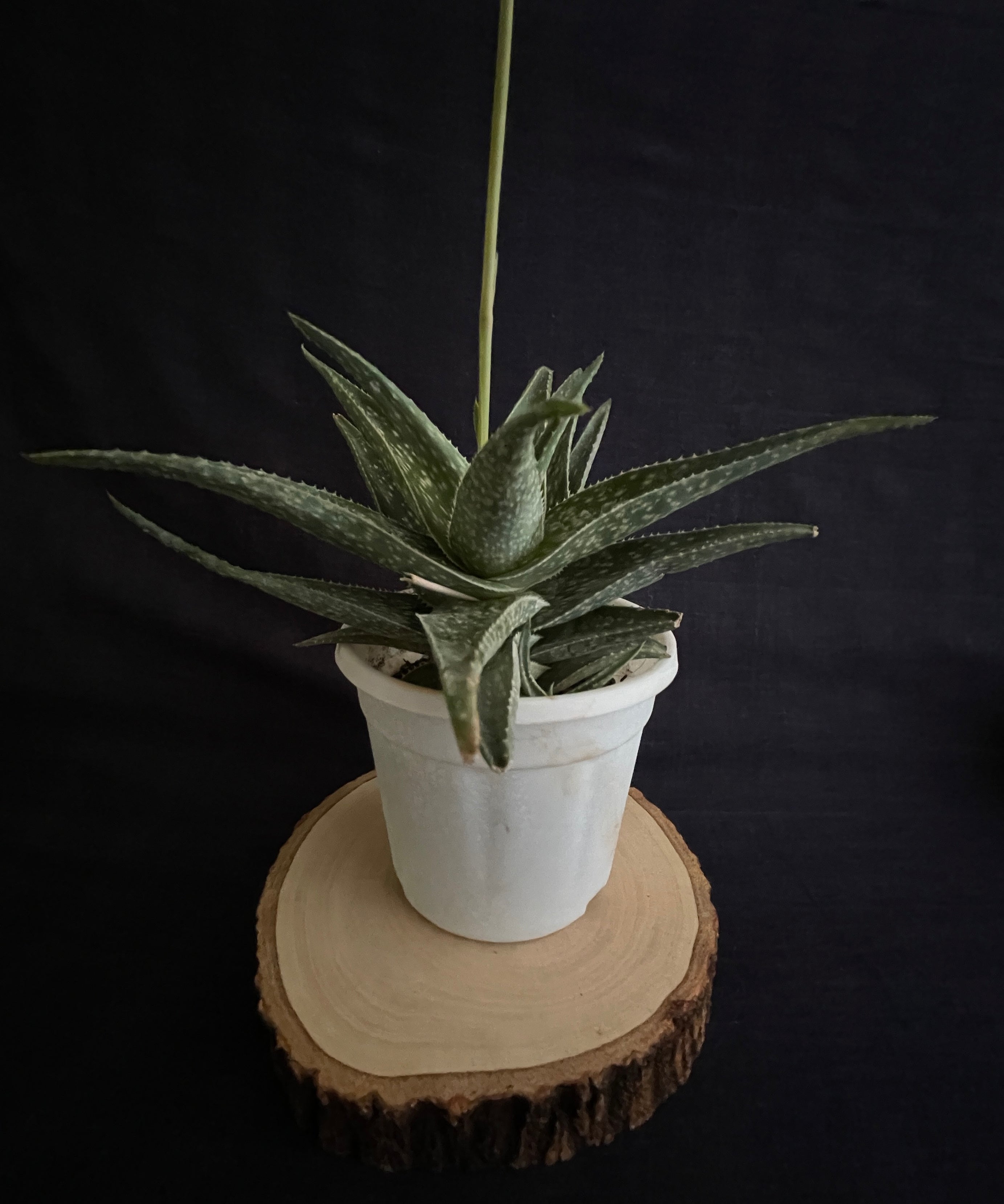
Aloe ‘Cha Cha’