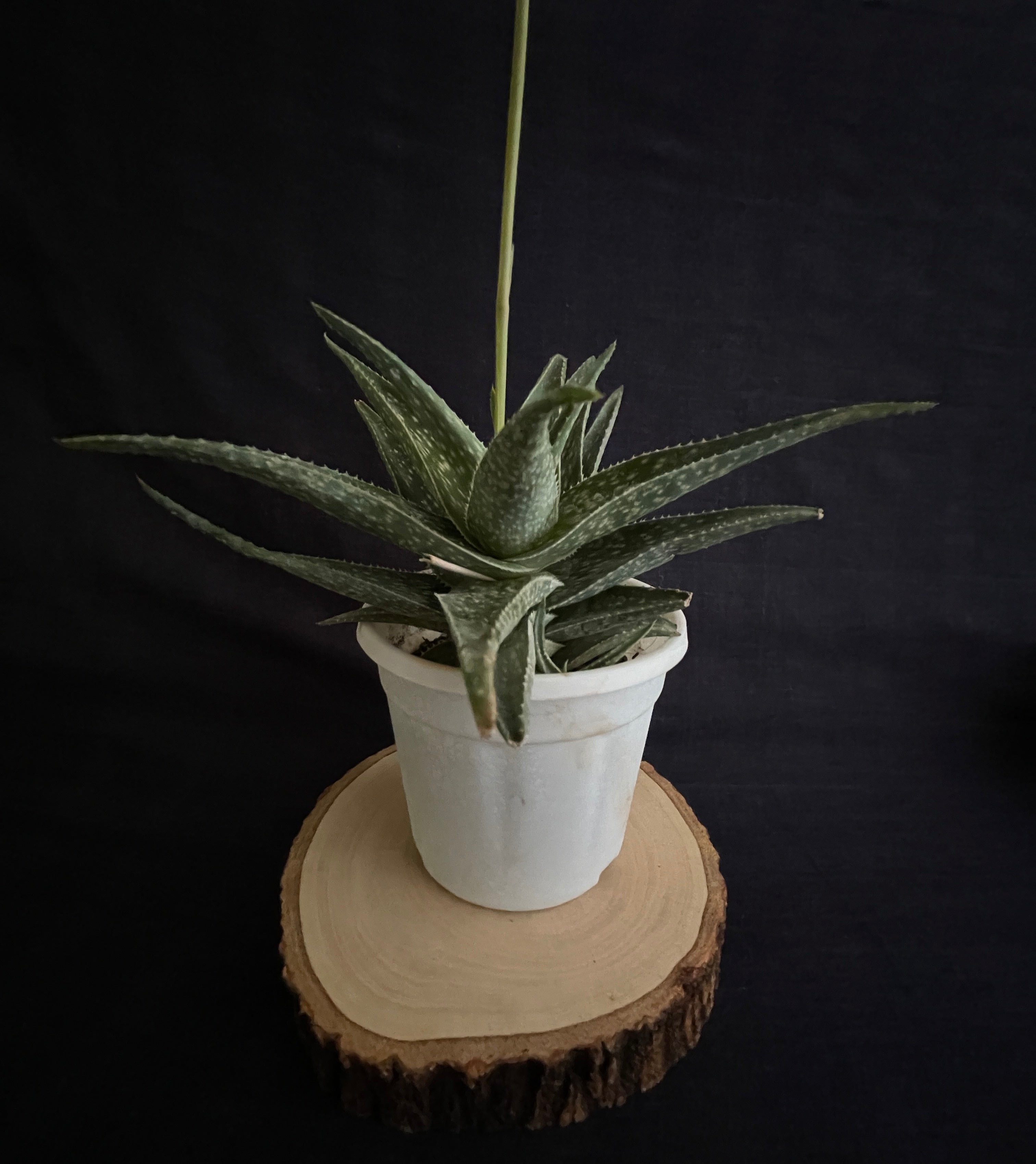 
Aloe ‘Cha Cha’