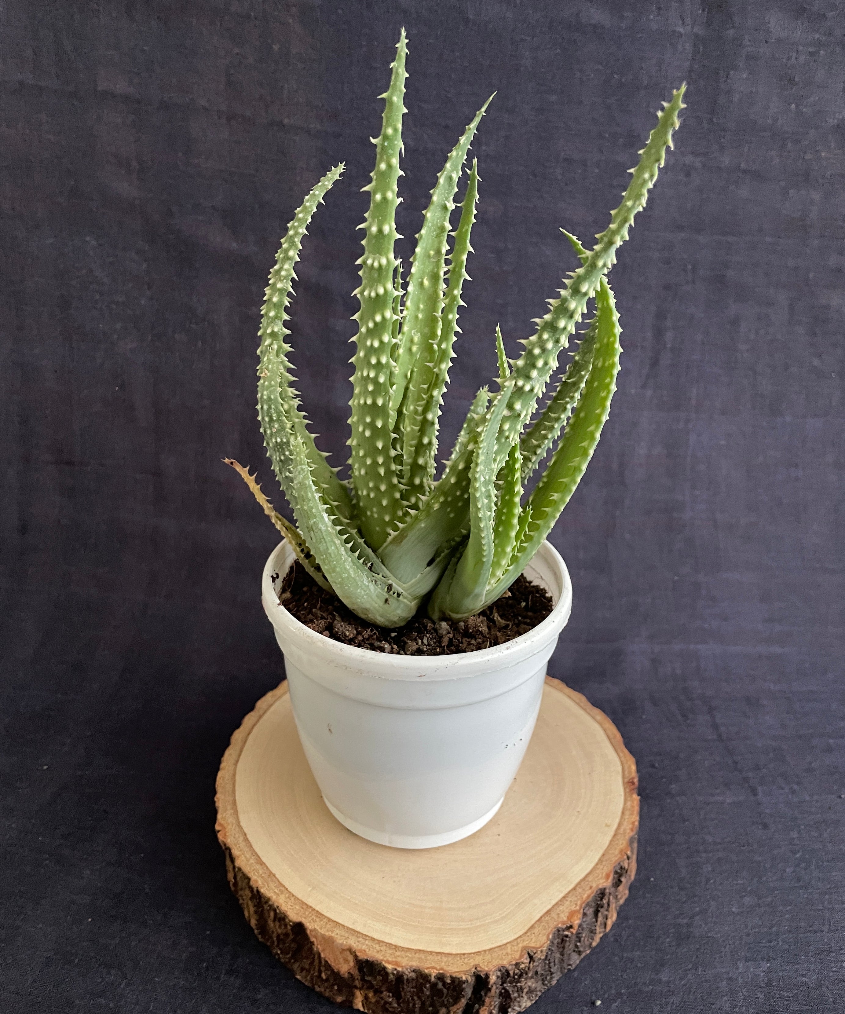 Aloe Humilis X Pratensis