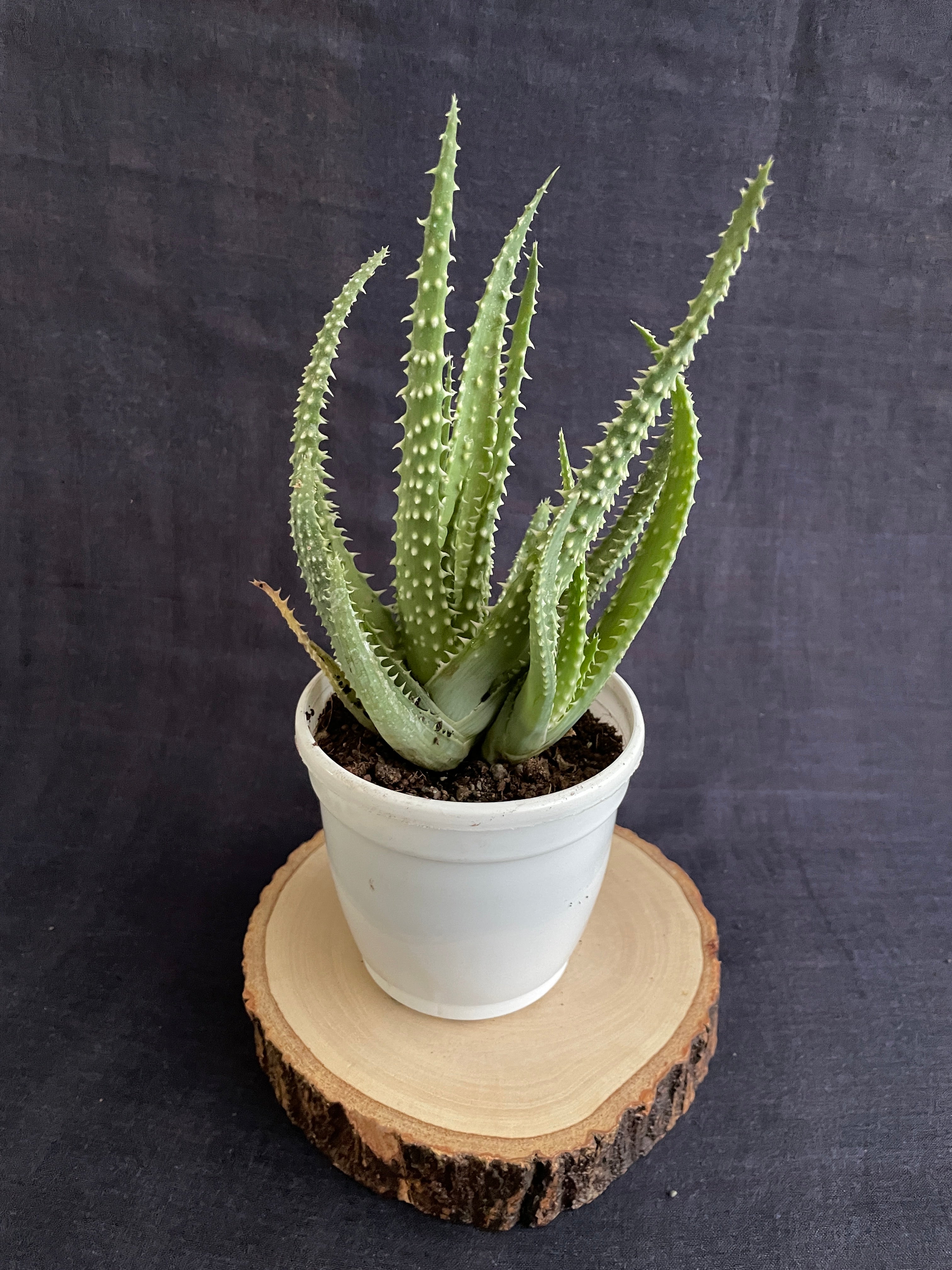 Aloe Humilis X Pratensis