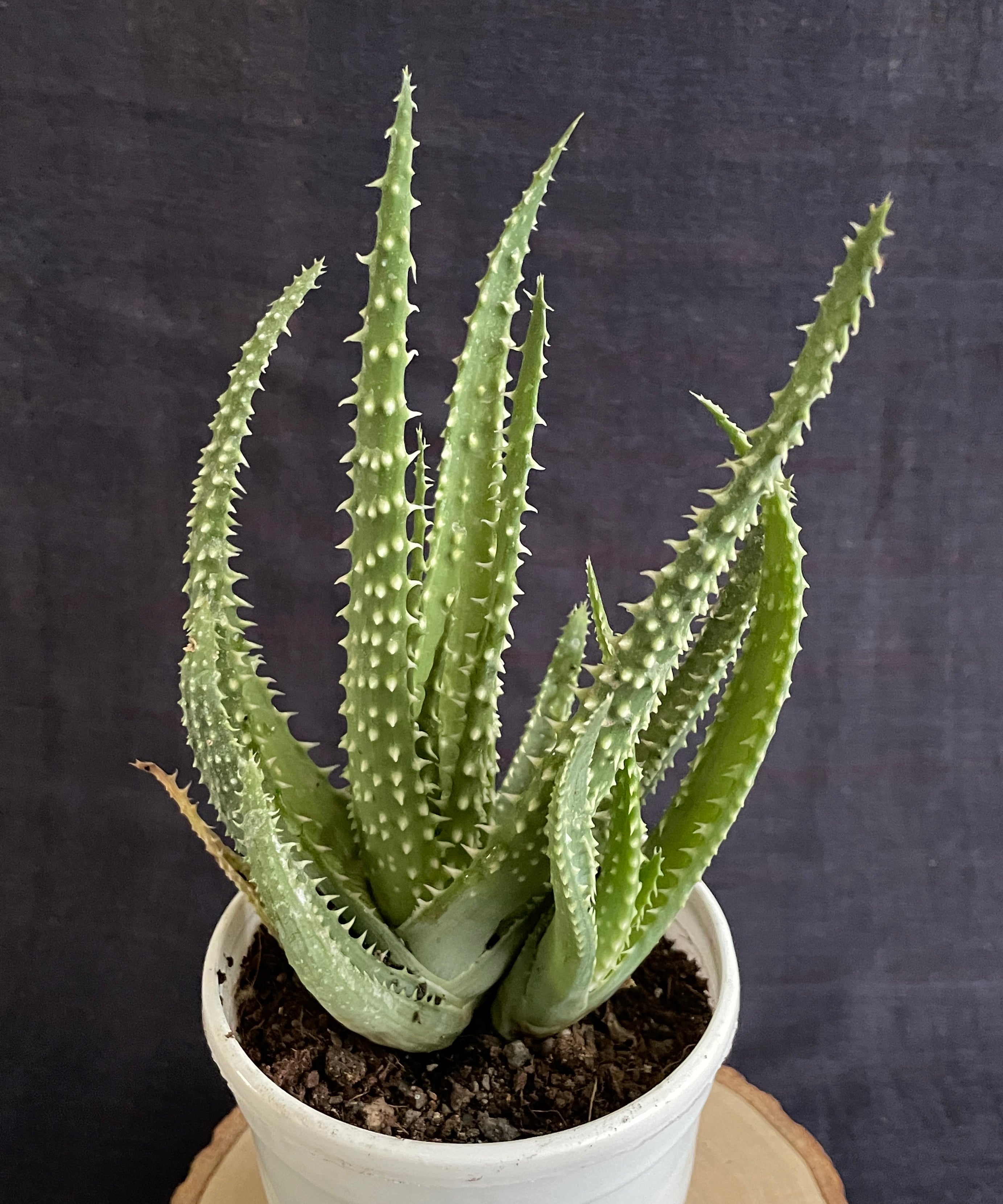 Aloe Humilis X Pratensis