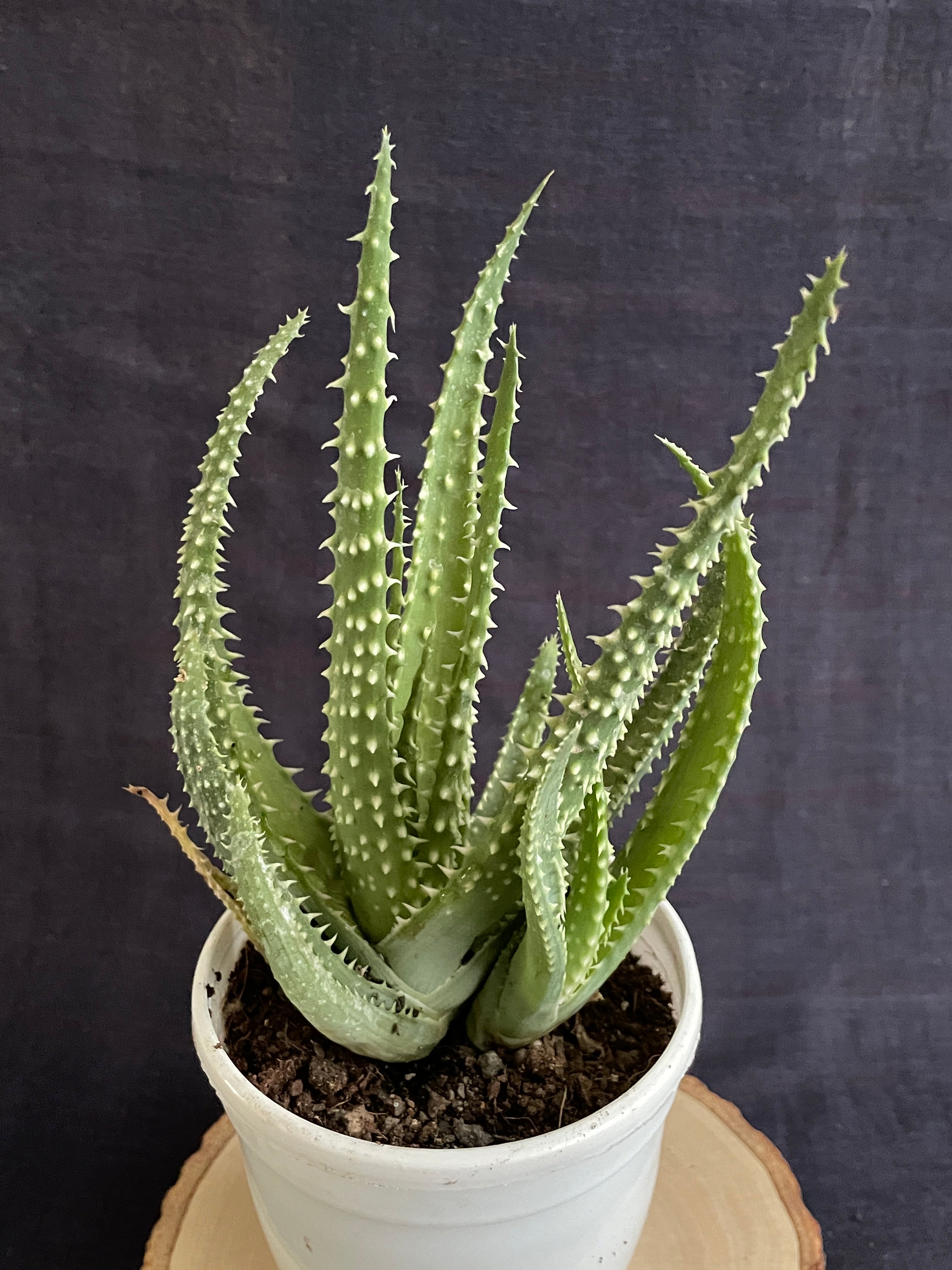 Aloe Humilis X Pratensis