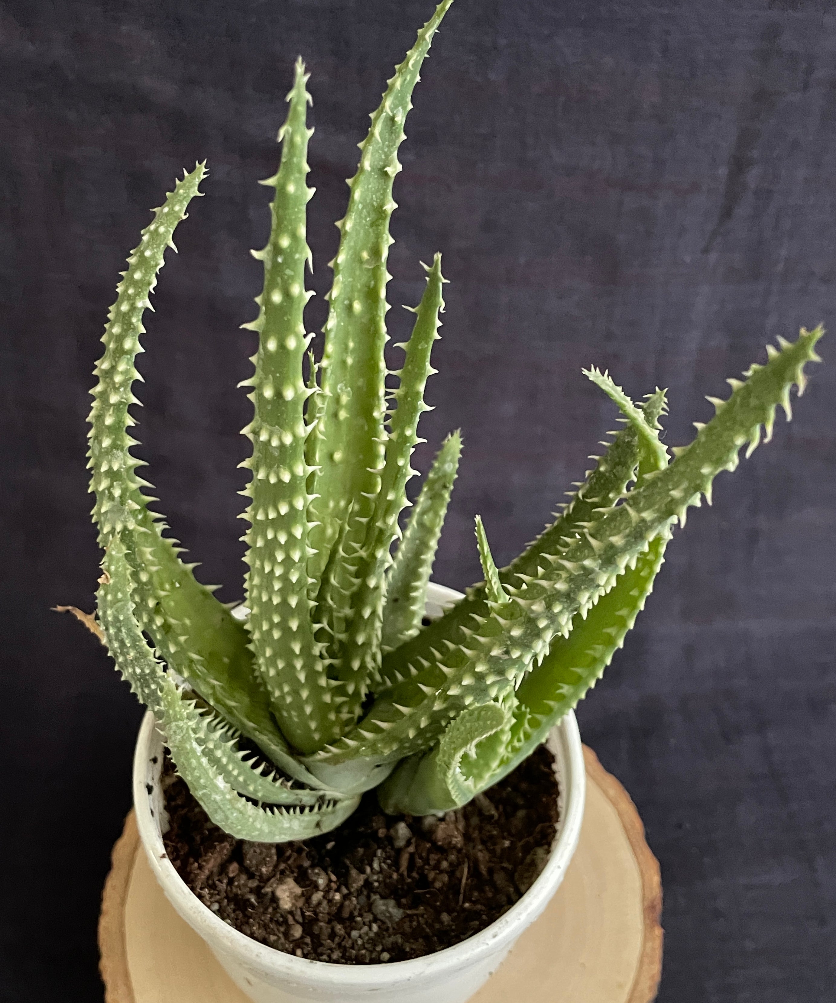 Aloe Humilis X Pratensis 