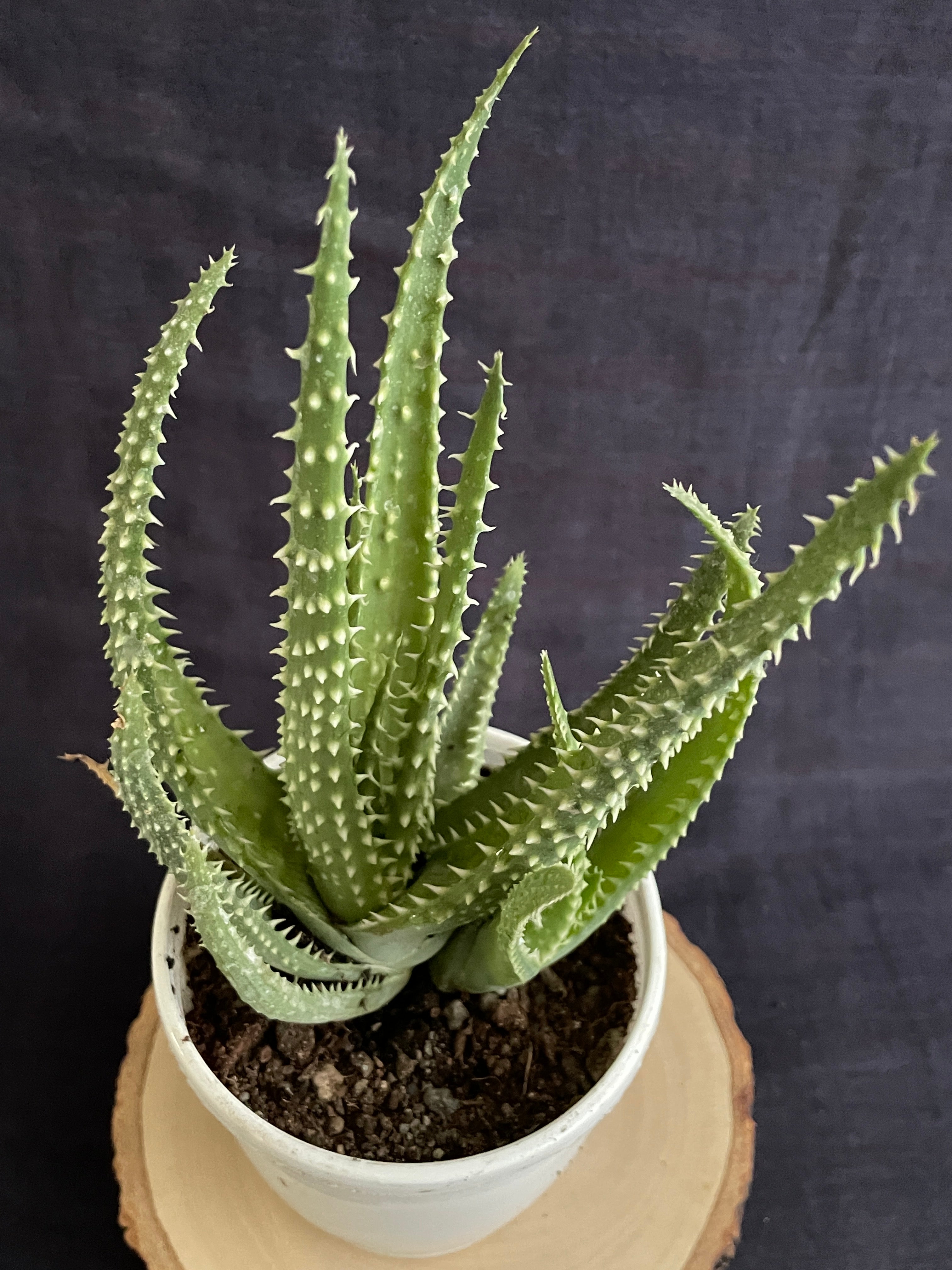 Aloe Humilis X Pratensis 