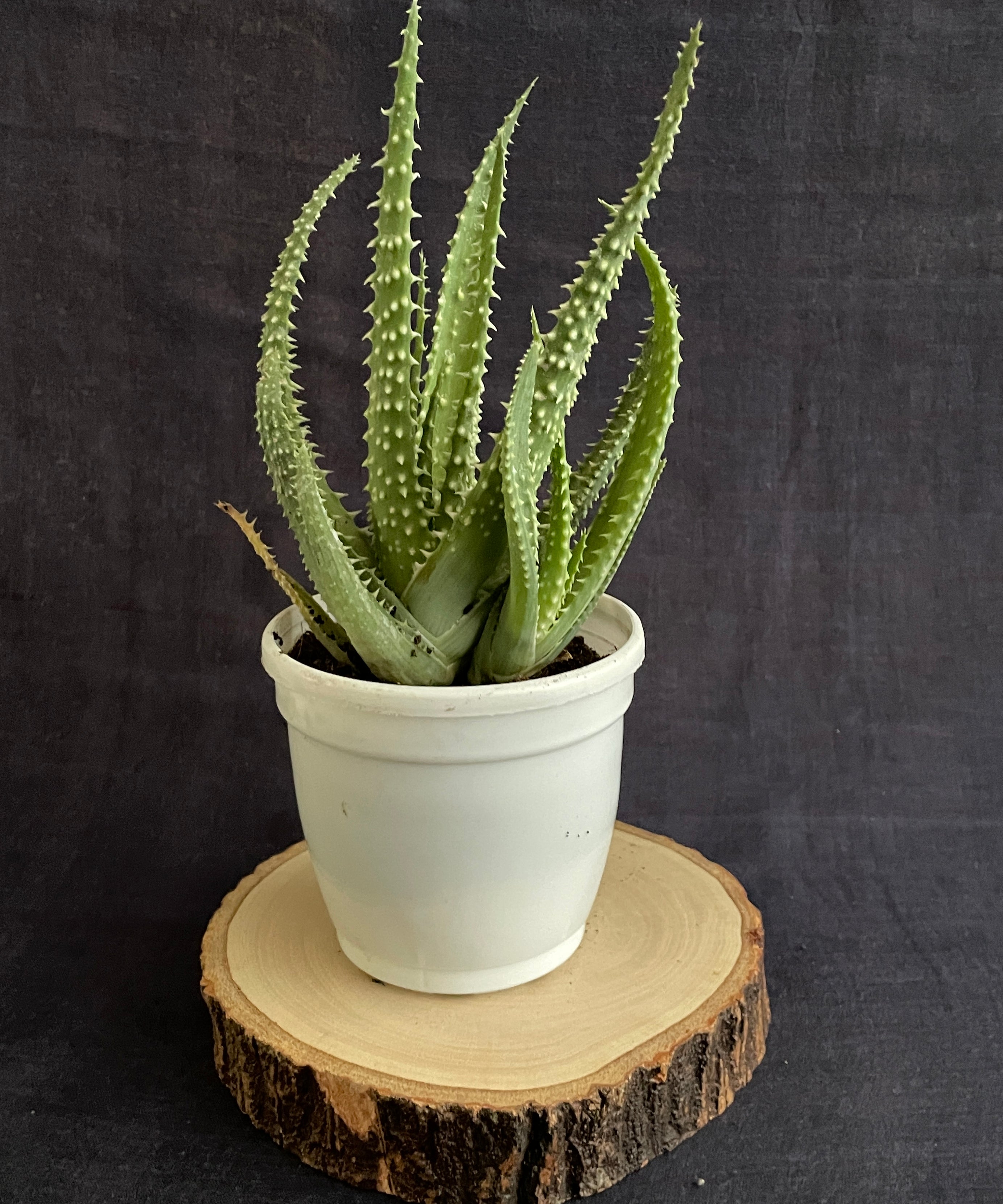 Aloe Humilis X Pratensis