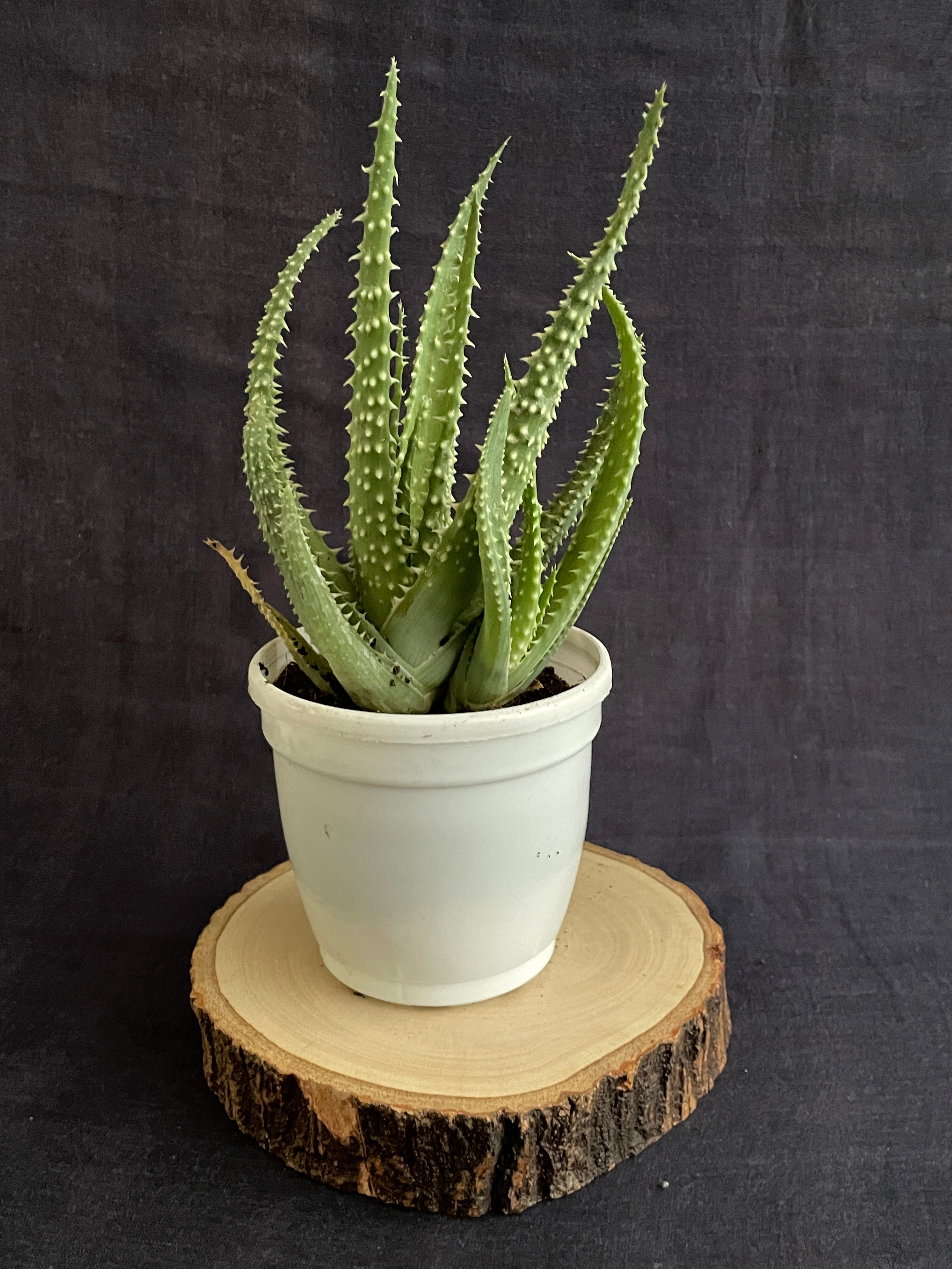 Aloe Humilis X Pratensis