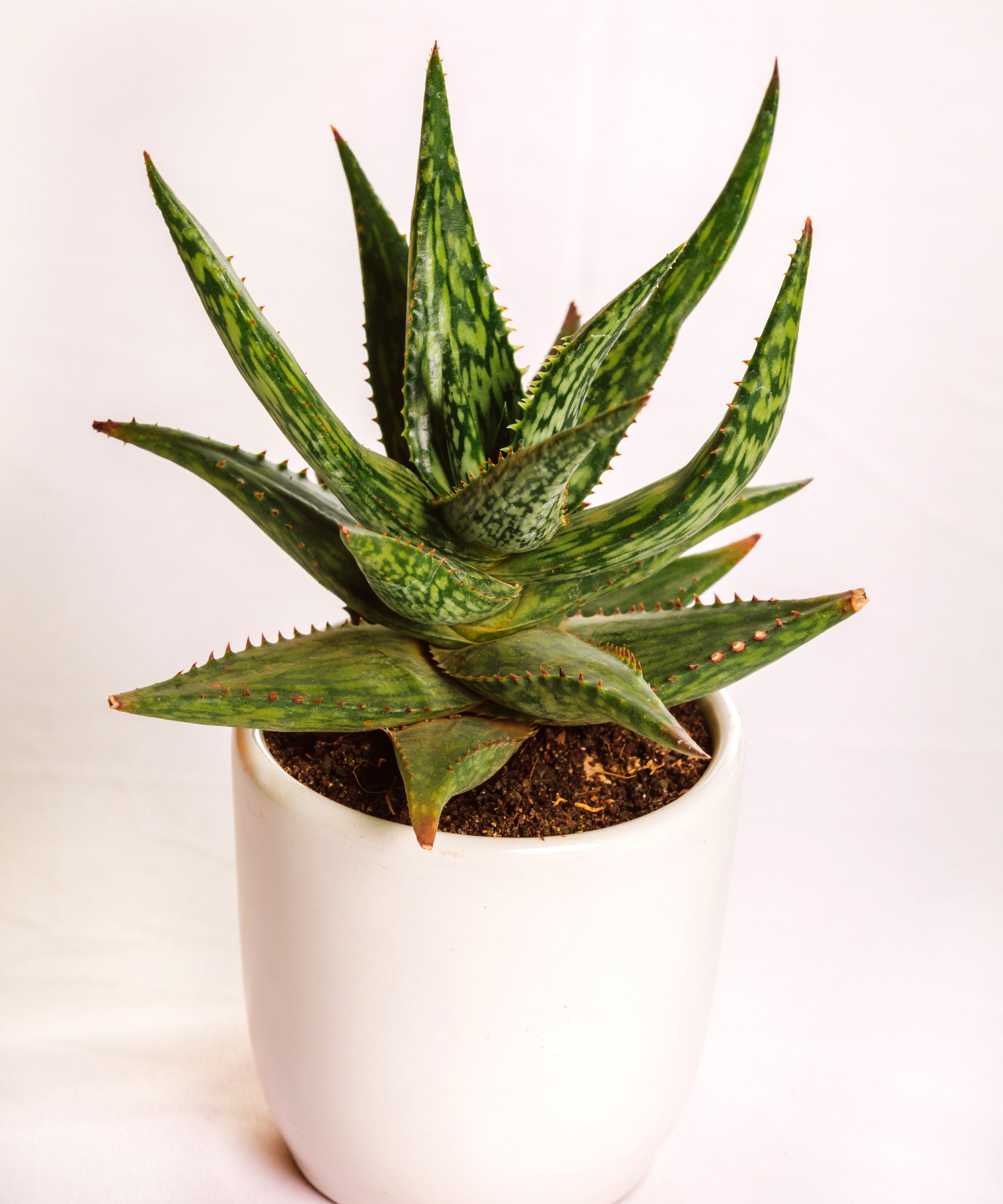 Aloe Jucunda