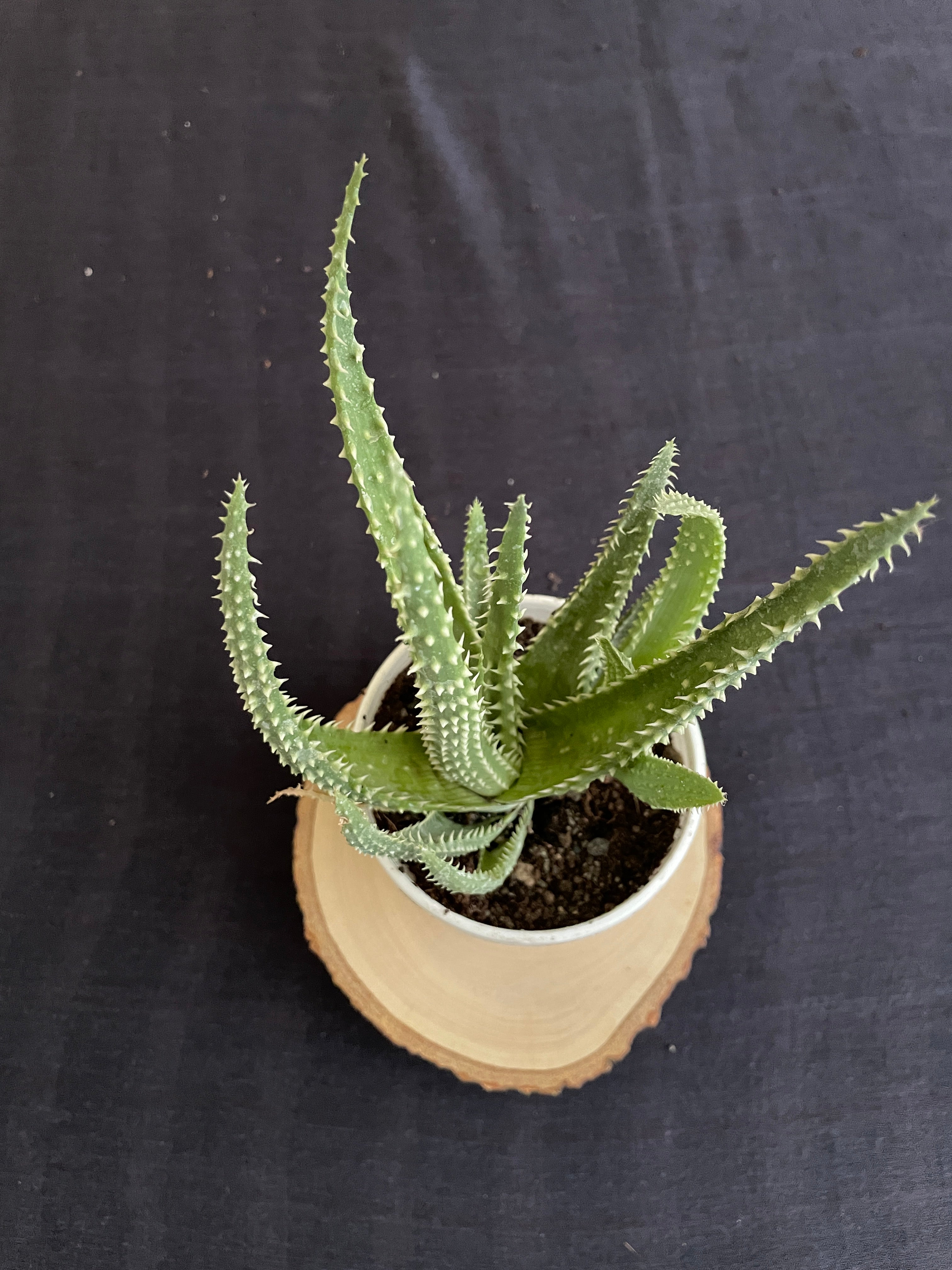 Aloe Humilis X Pratensis