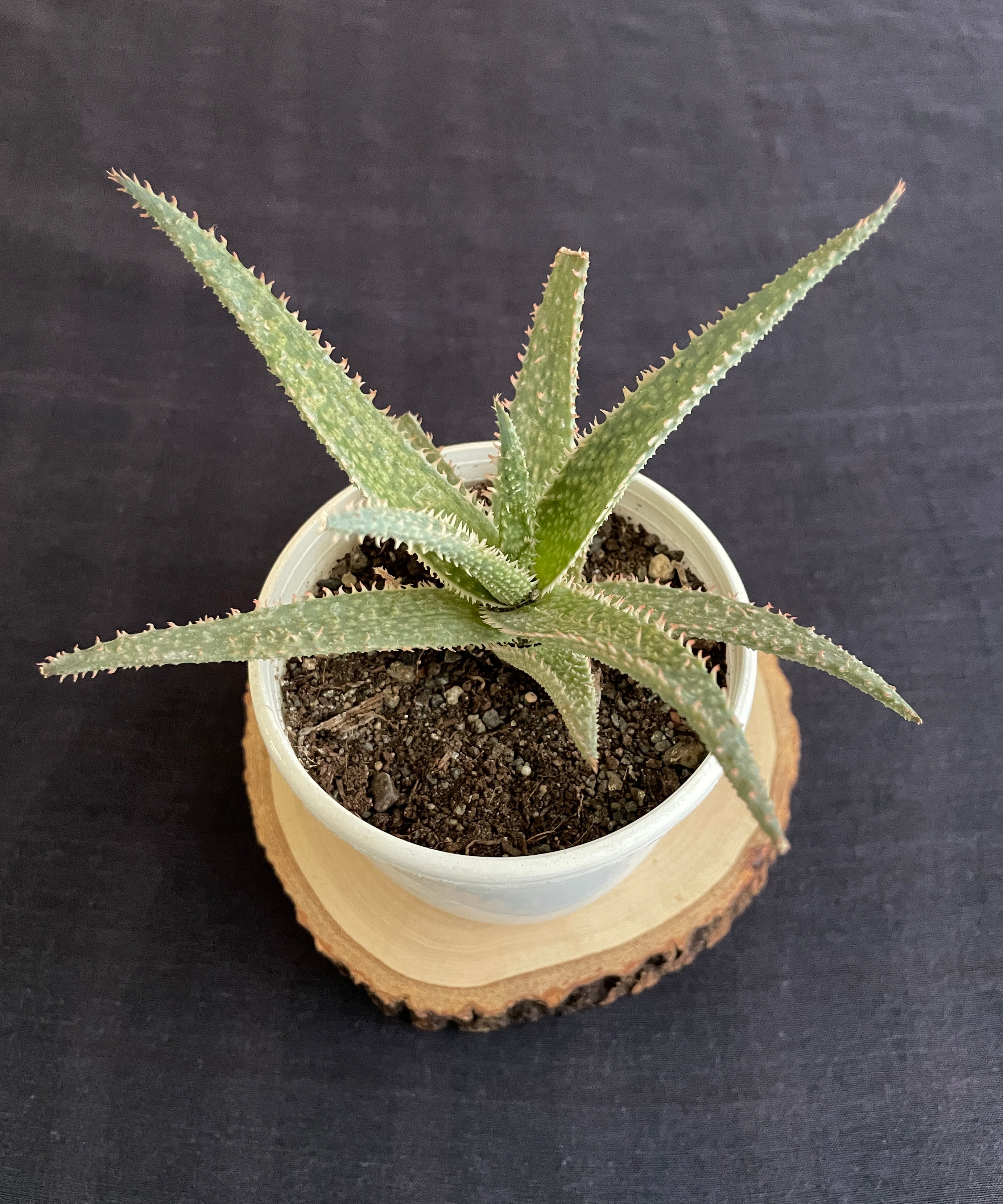 Aloe Zebrina