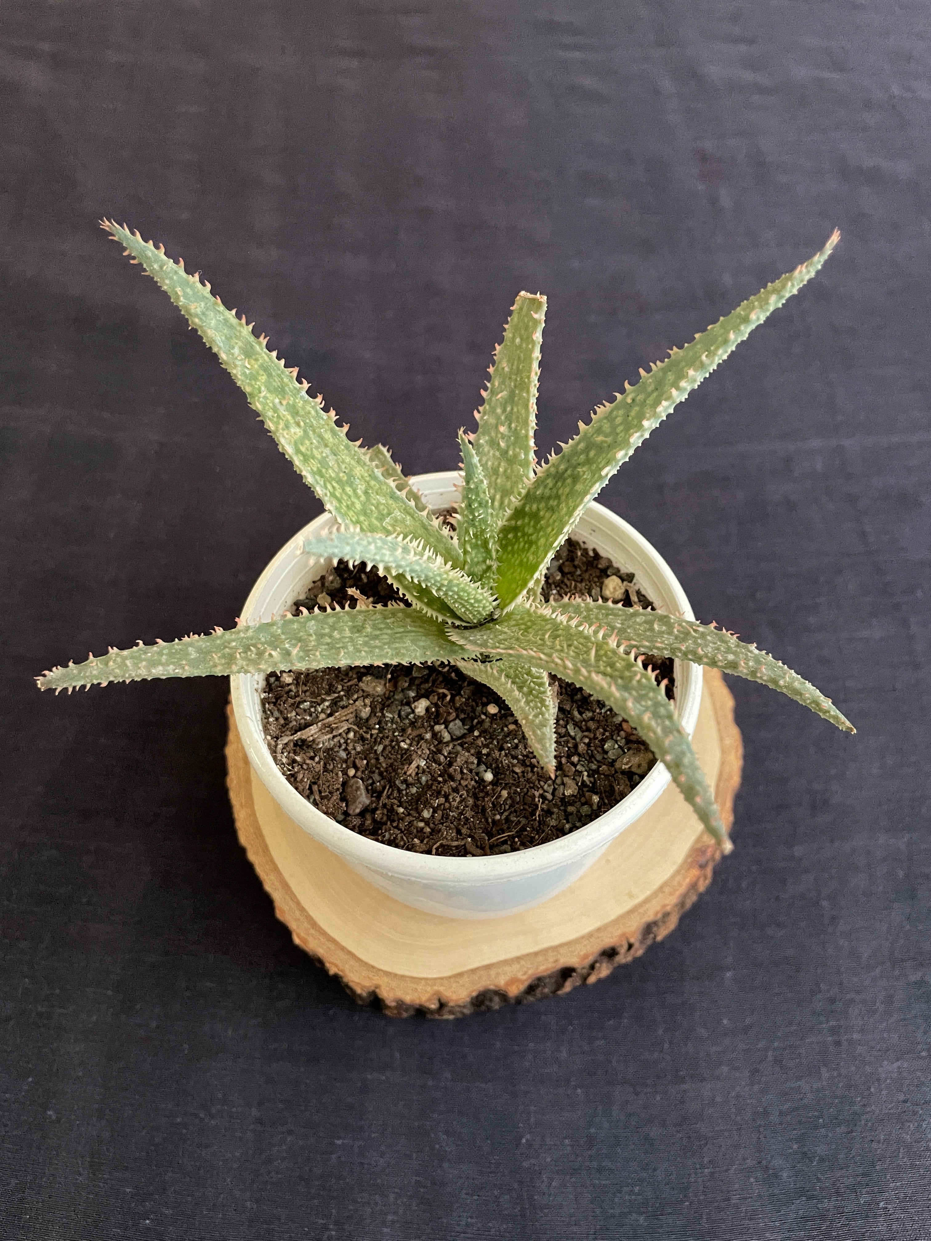 Aloe Zebrina