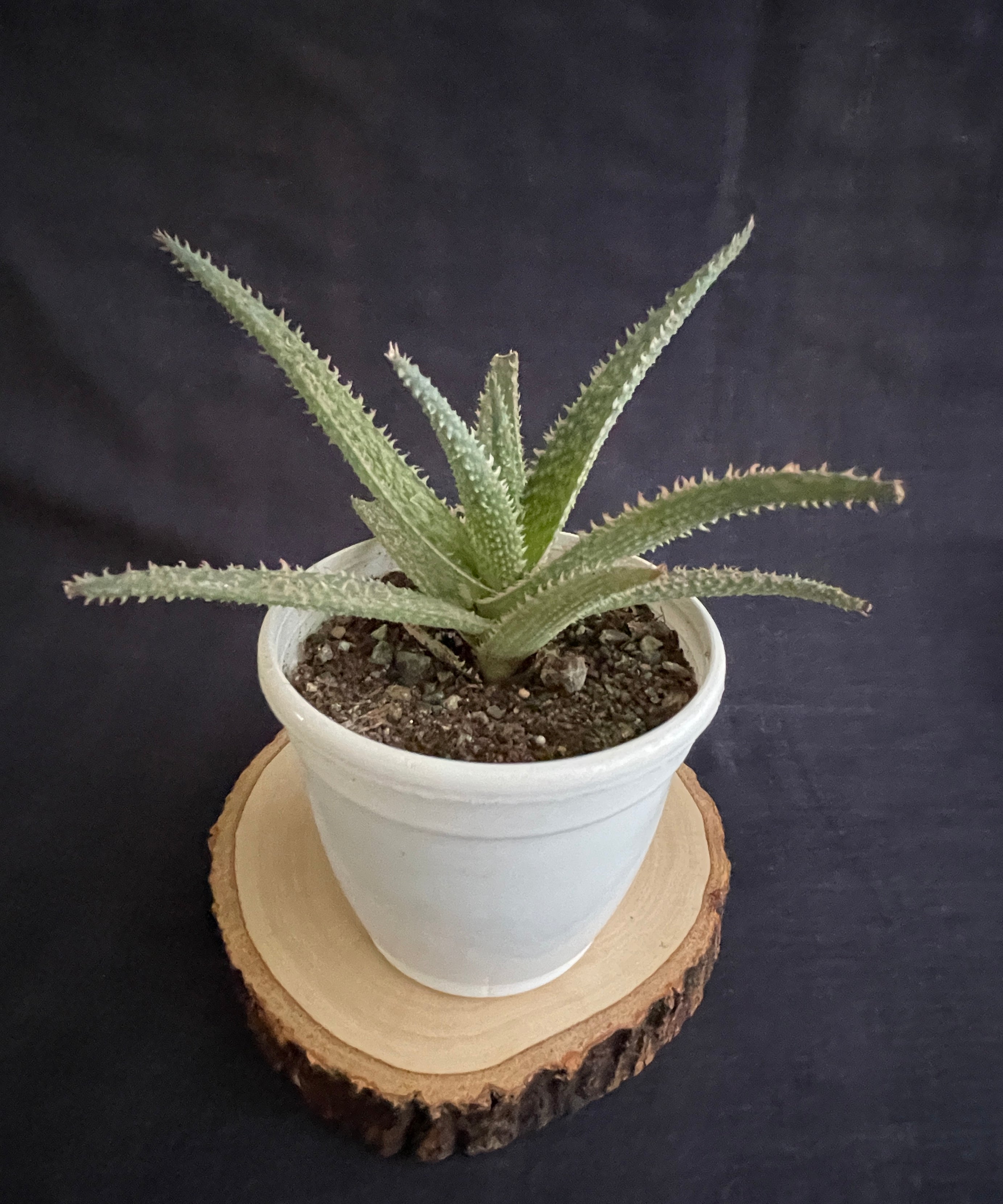 Aloe Zebrina