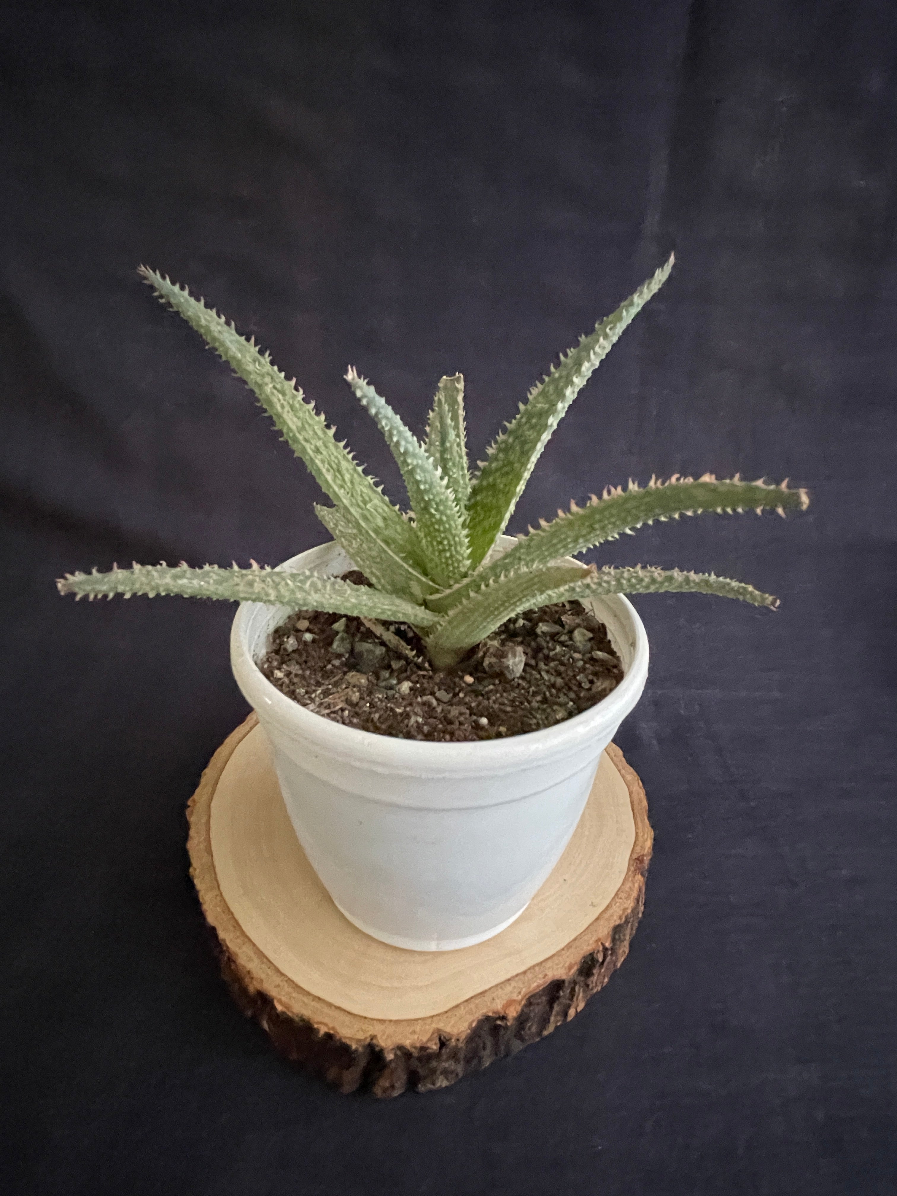 Aloe Zebrina