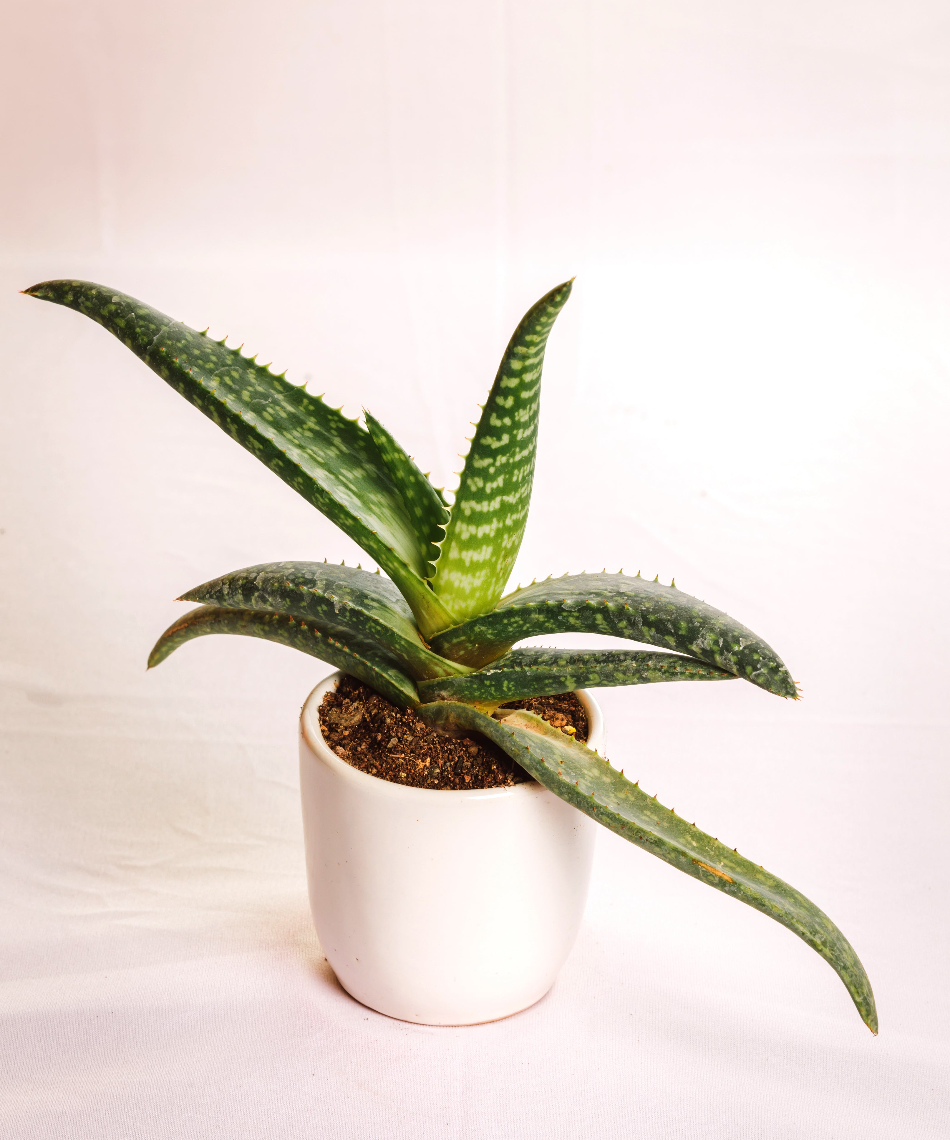 Aloe burgerfortensis