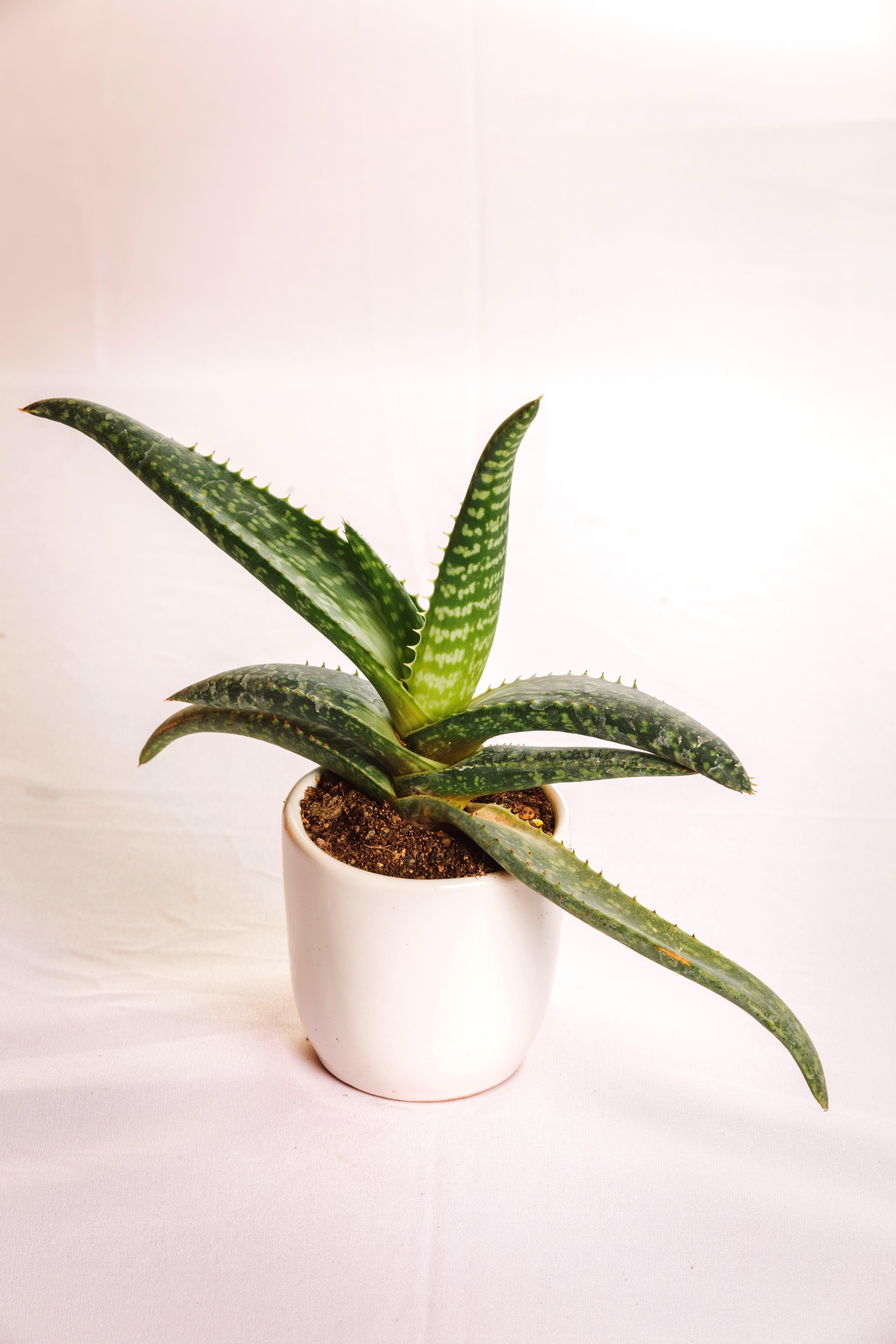Aloe burgerfortensis