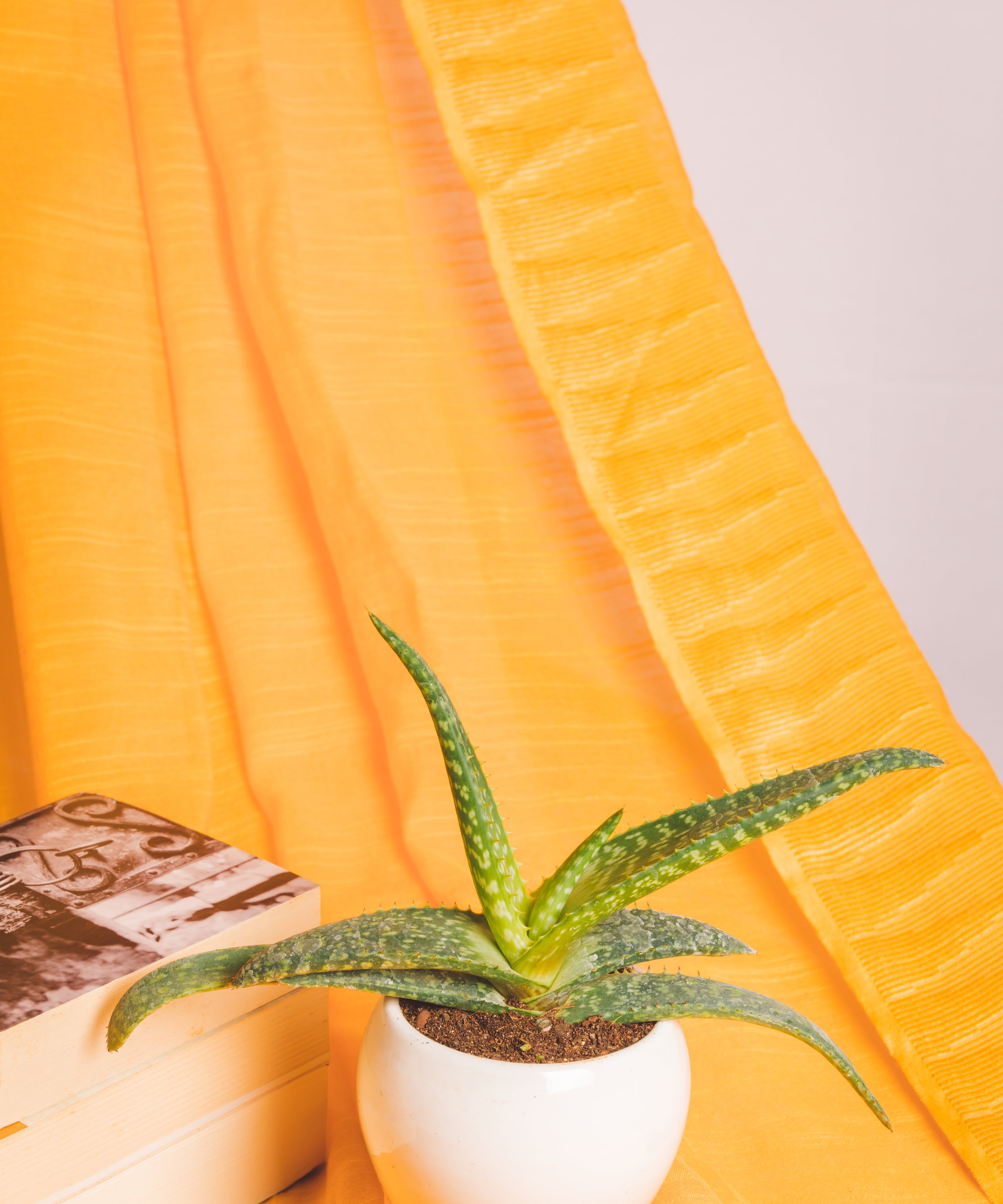 Aloe burgerfortensis