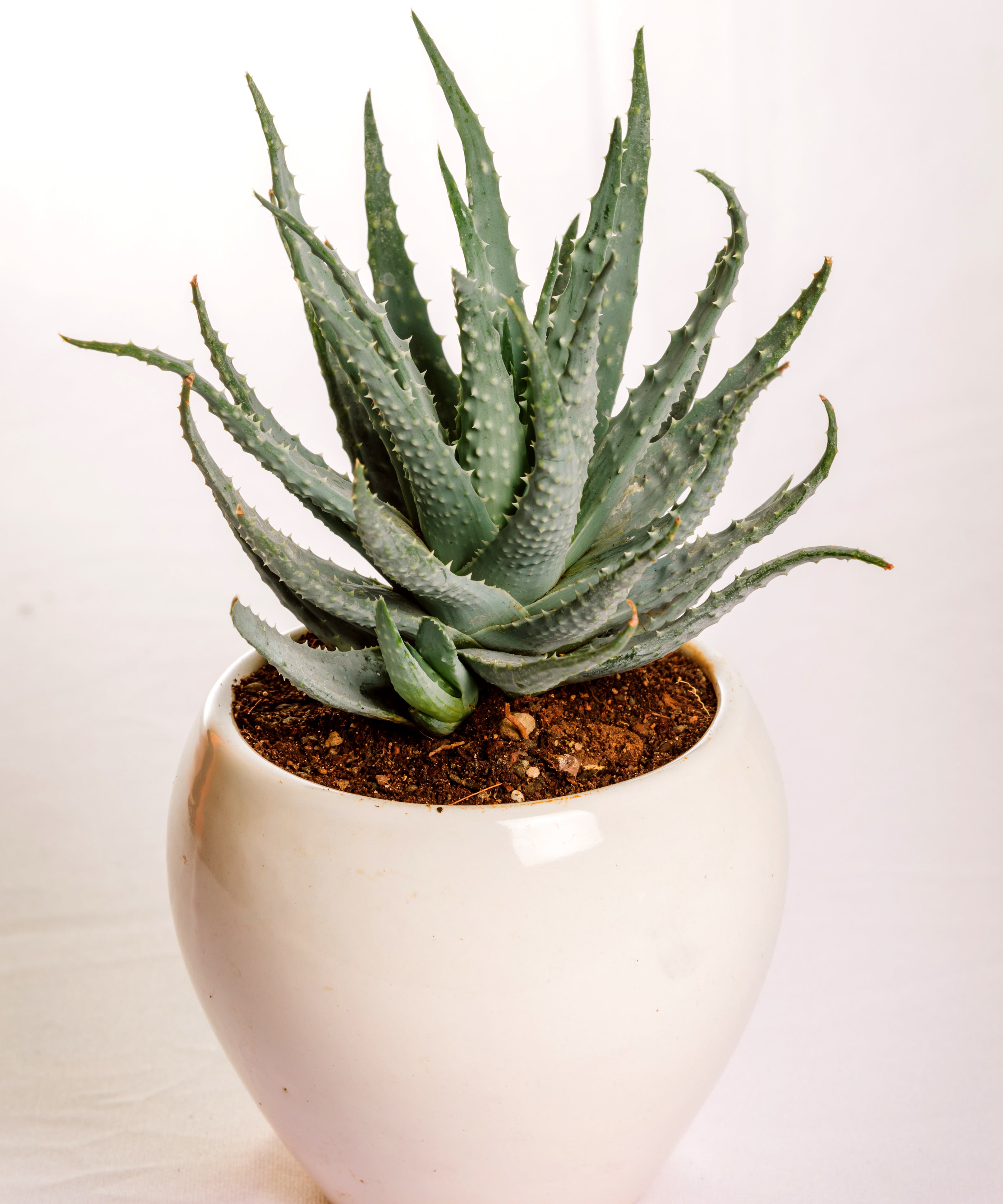 Aloe Humilis
