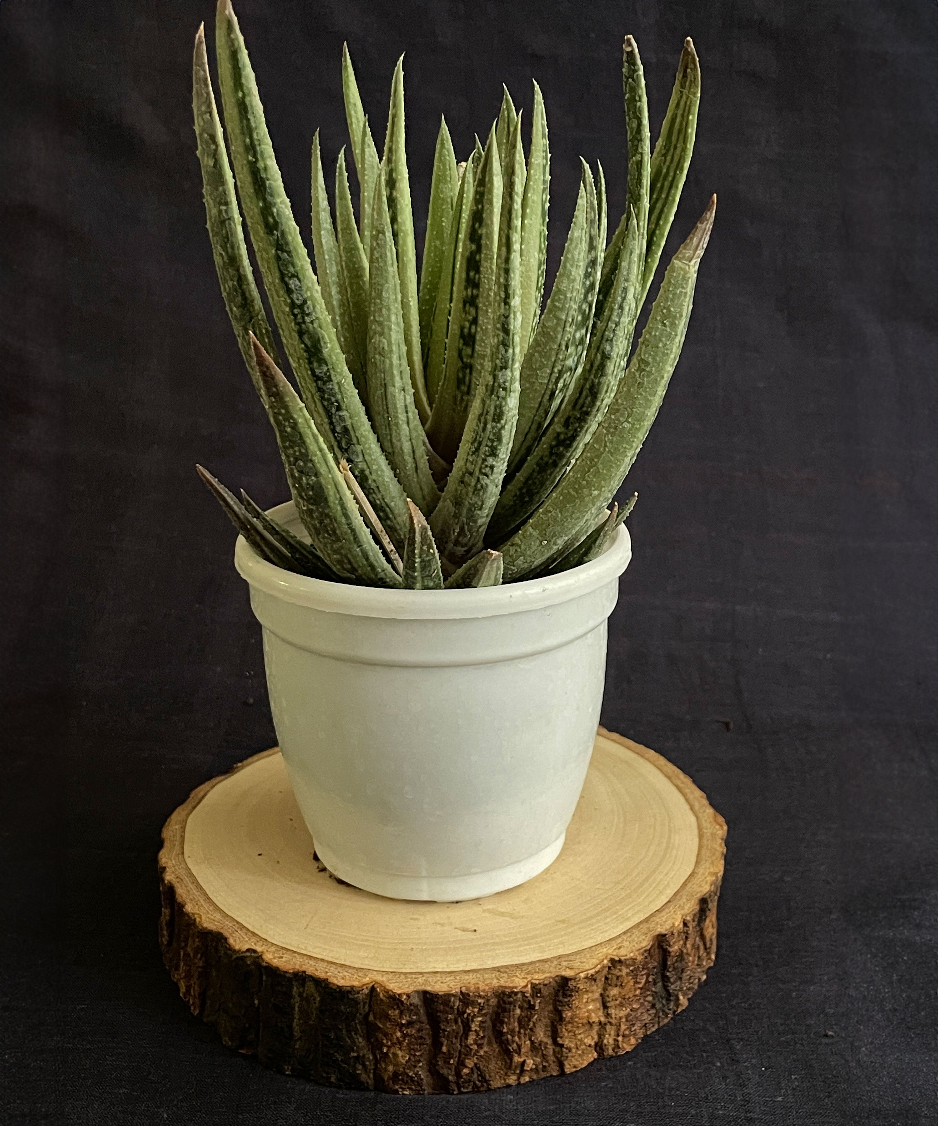 Aristaloe Aristata