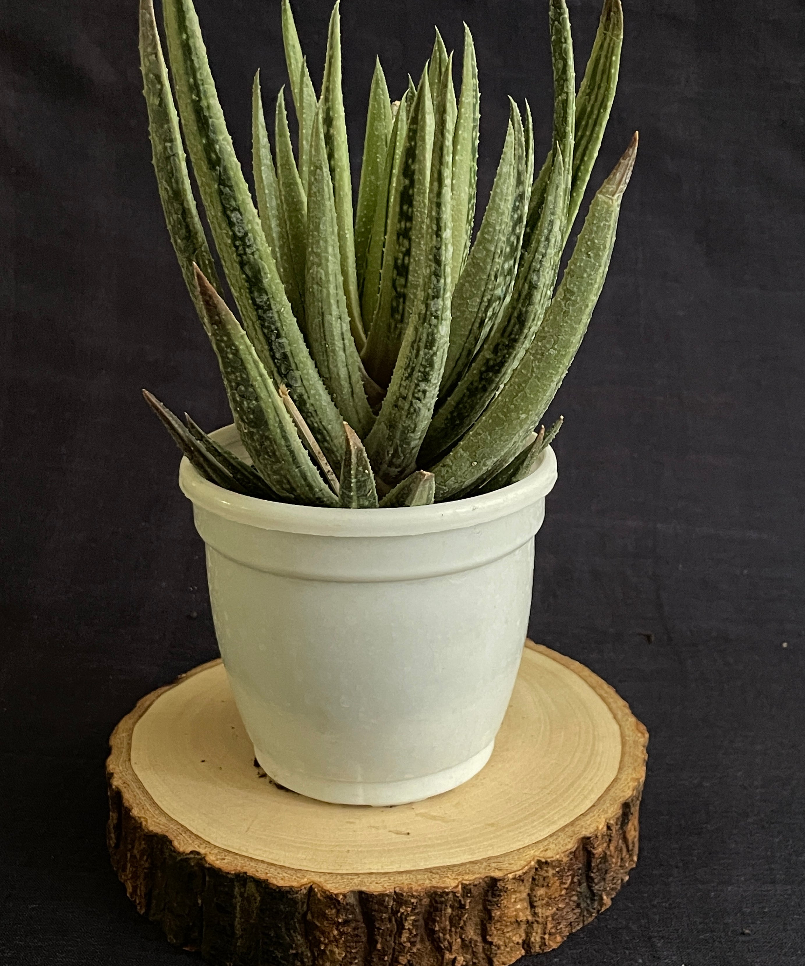 Aristaloe Aristata