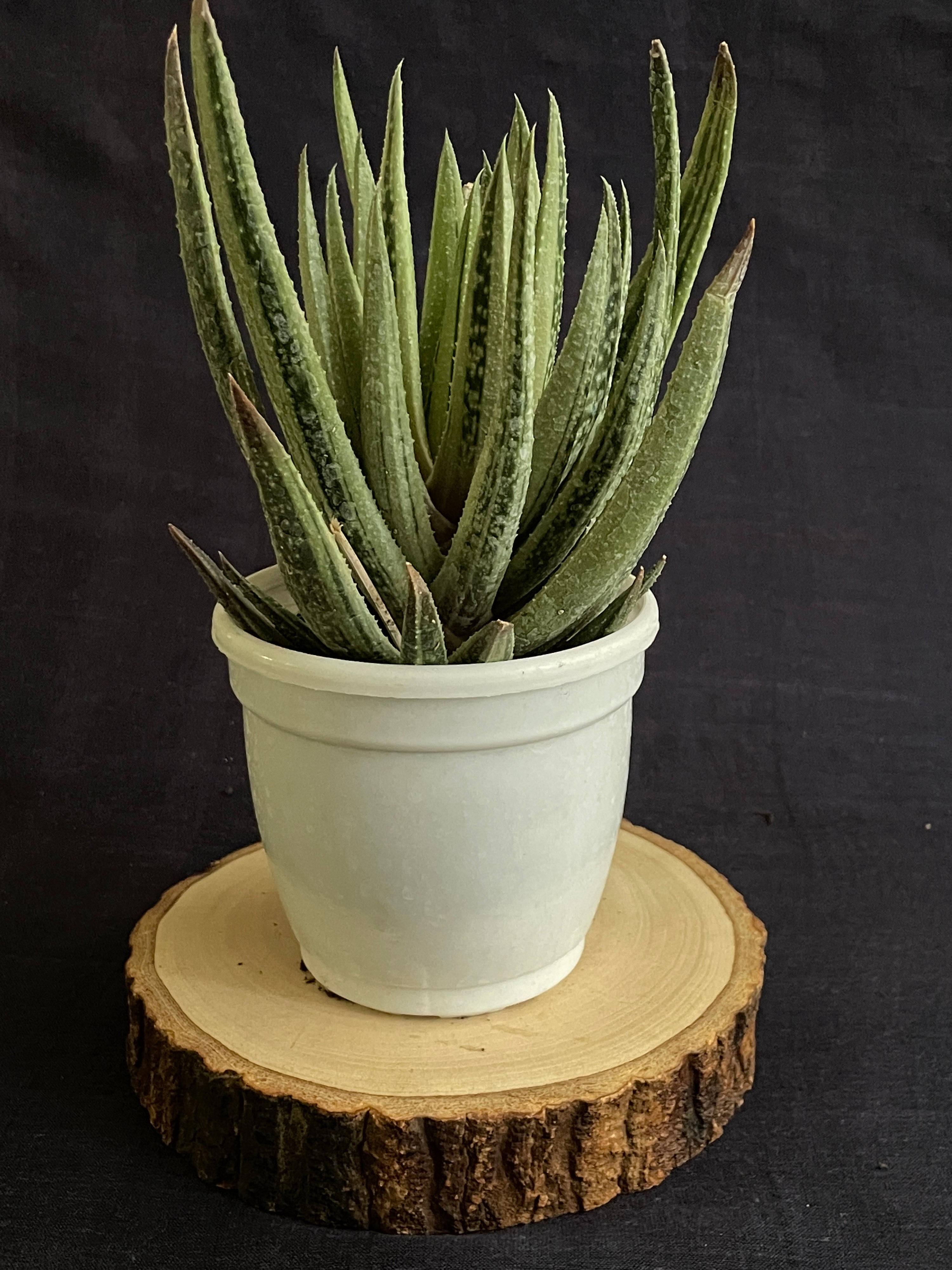 Aristaloe Aristata