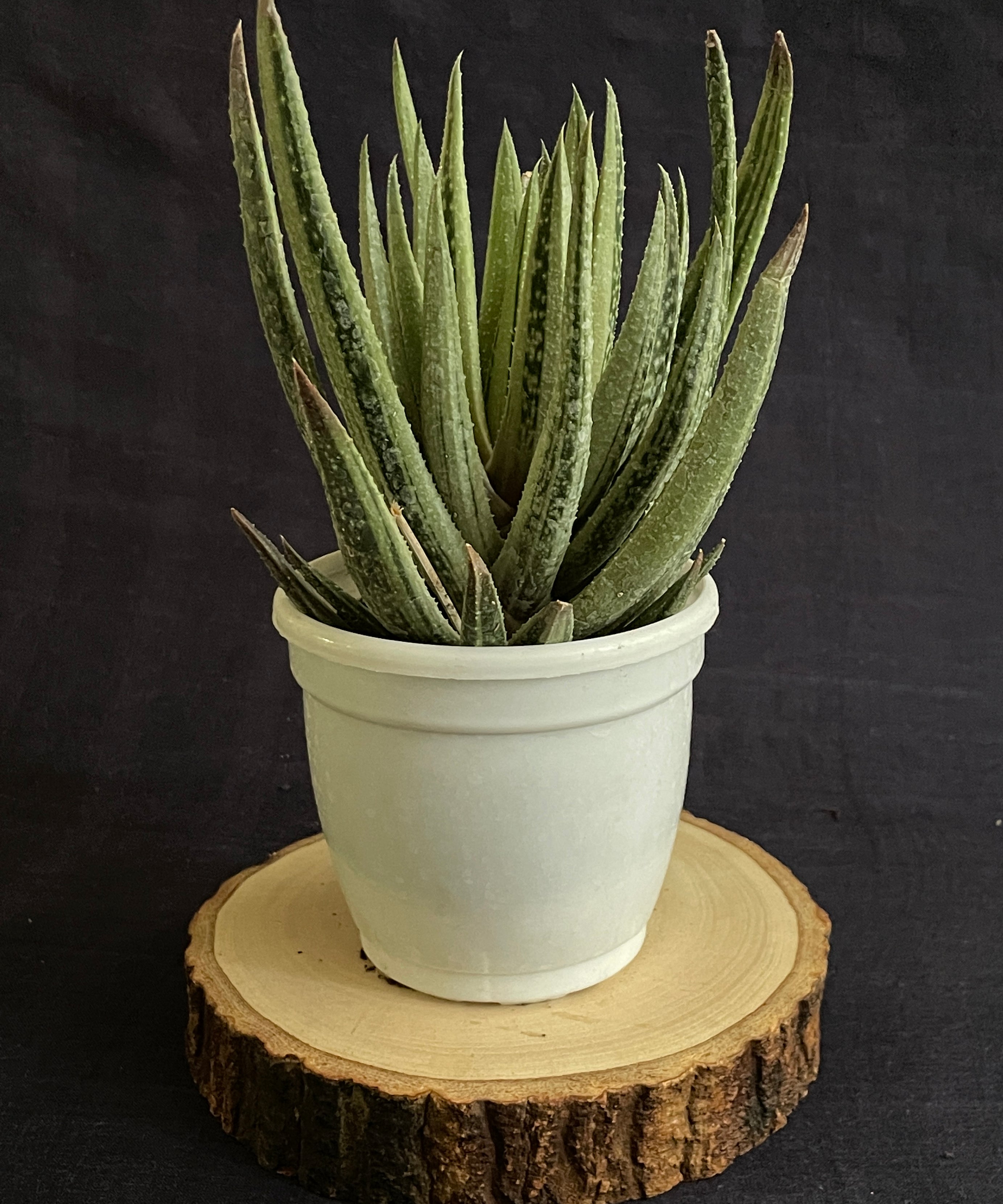 Aristaloe Aristata