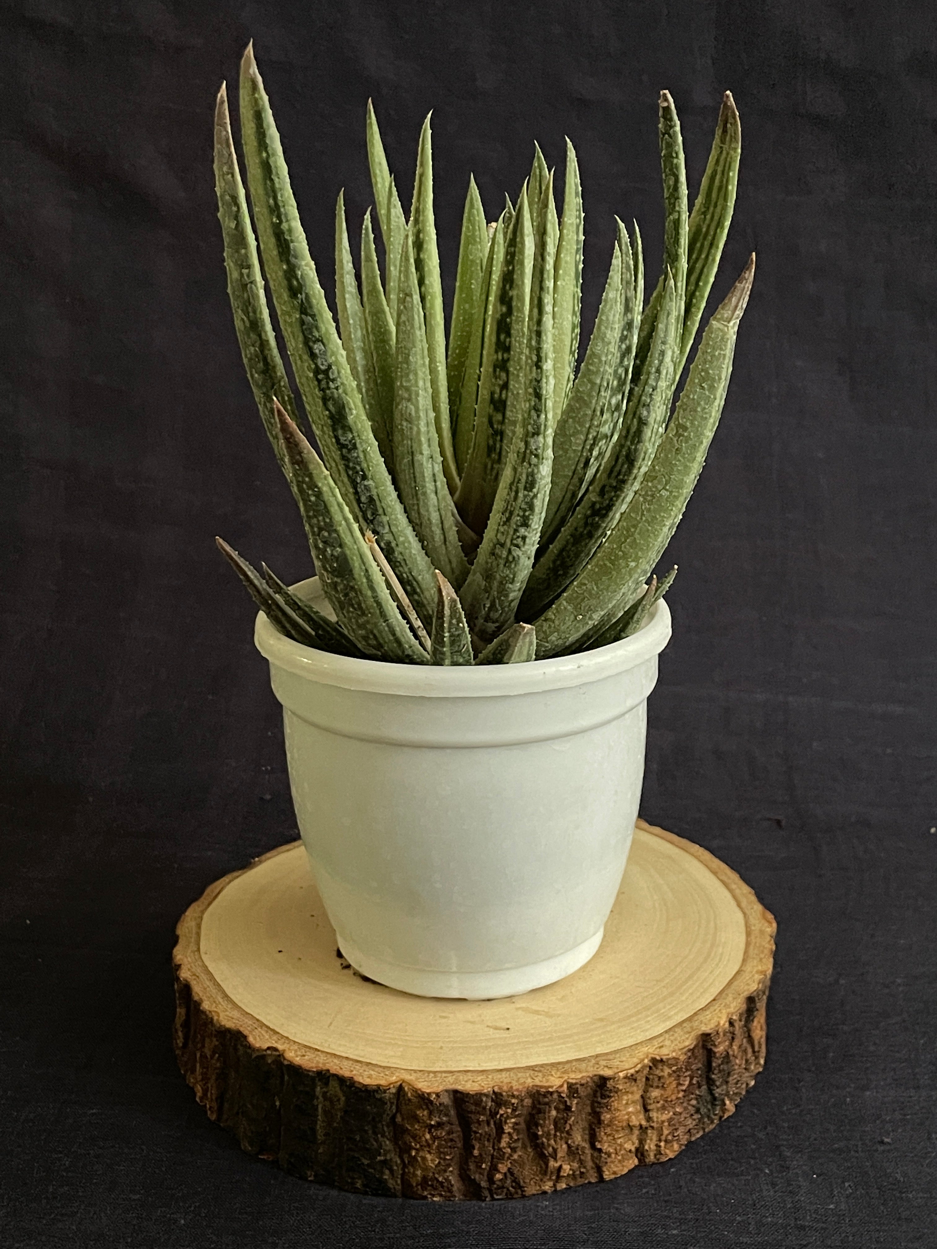 Aristaloe Aristata