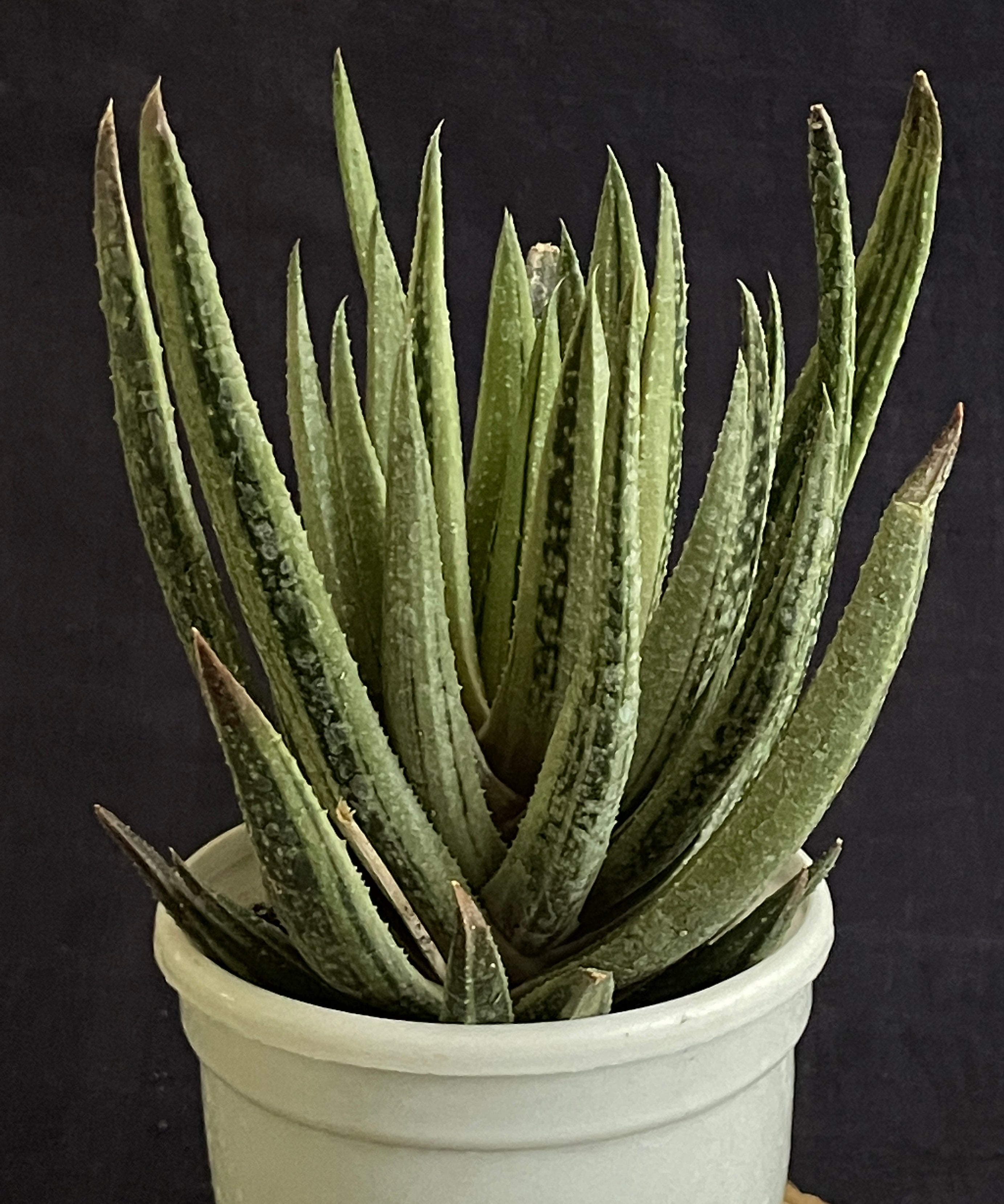 Aristaloe Aristata 