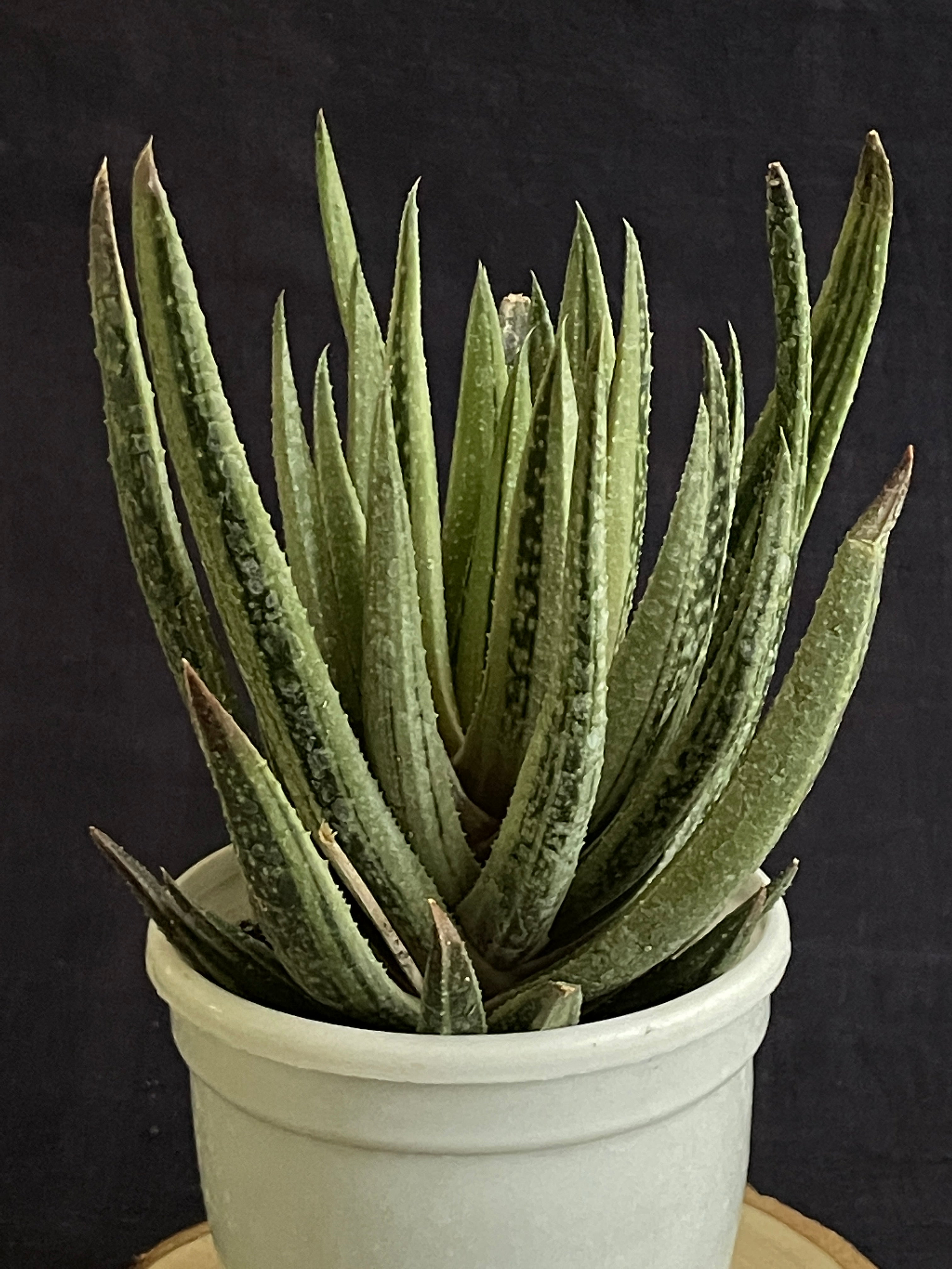Aristaloe Aristata 