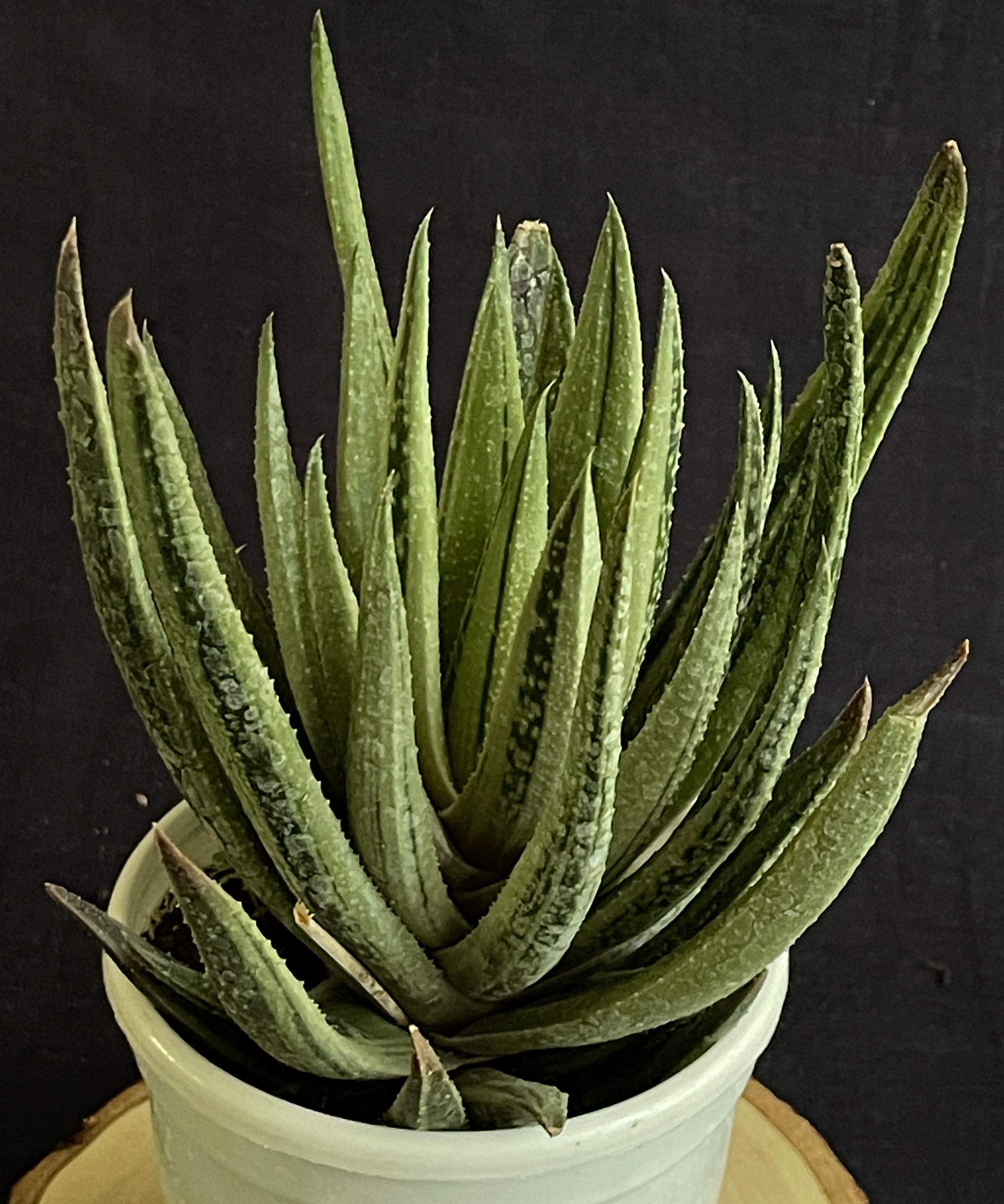 Aristaloe Aristata