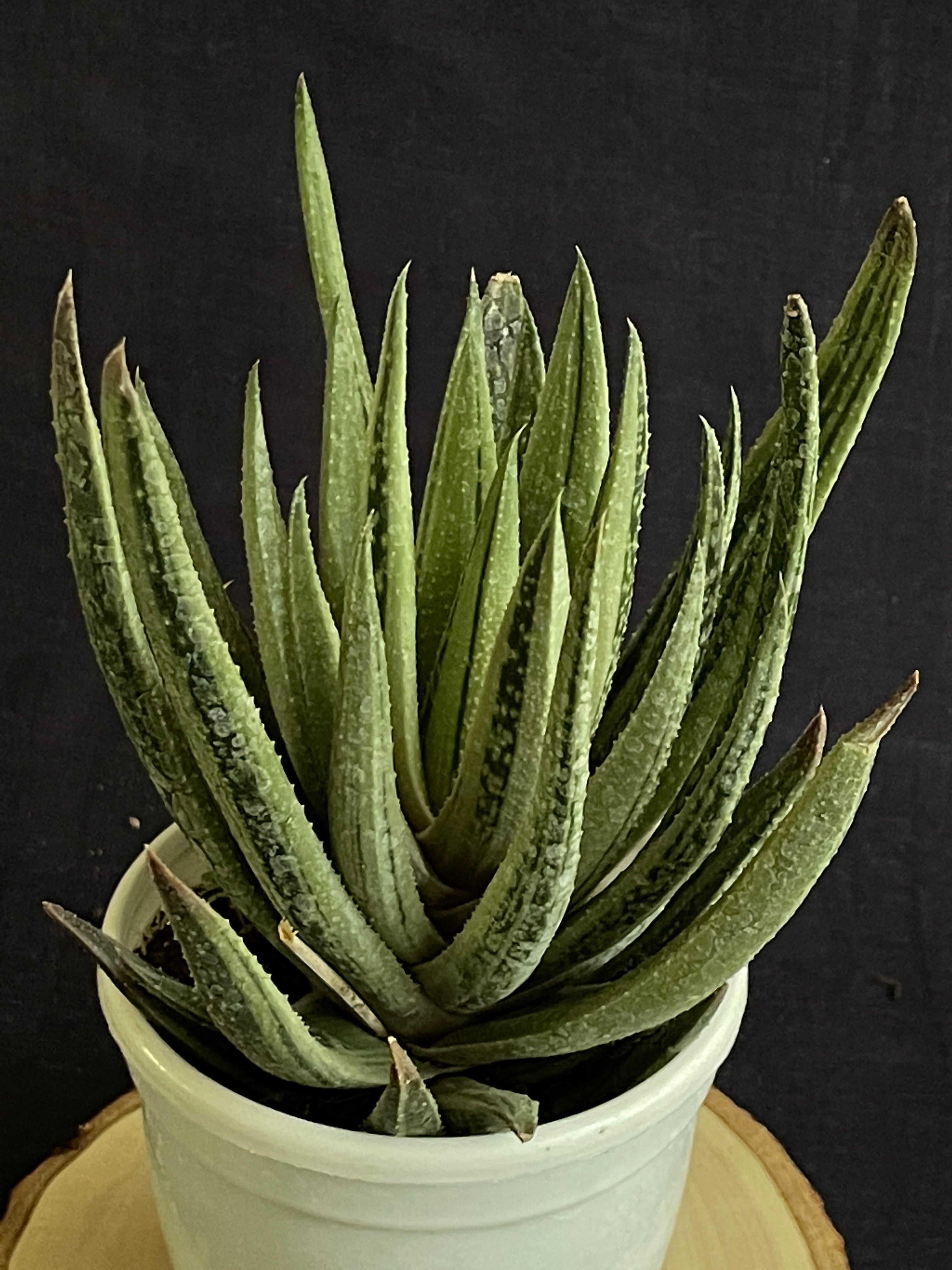 Aristaloe Aristata