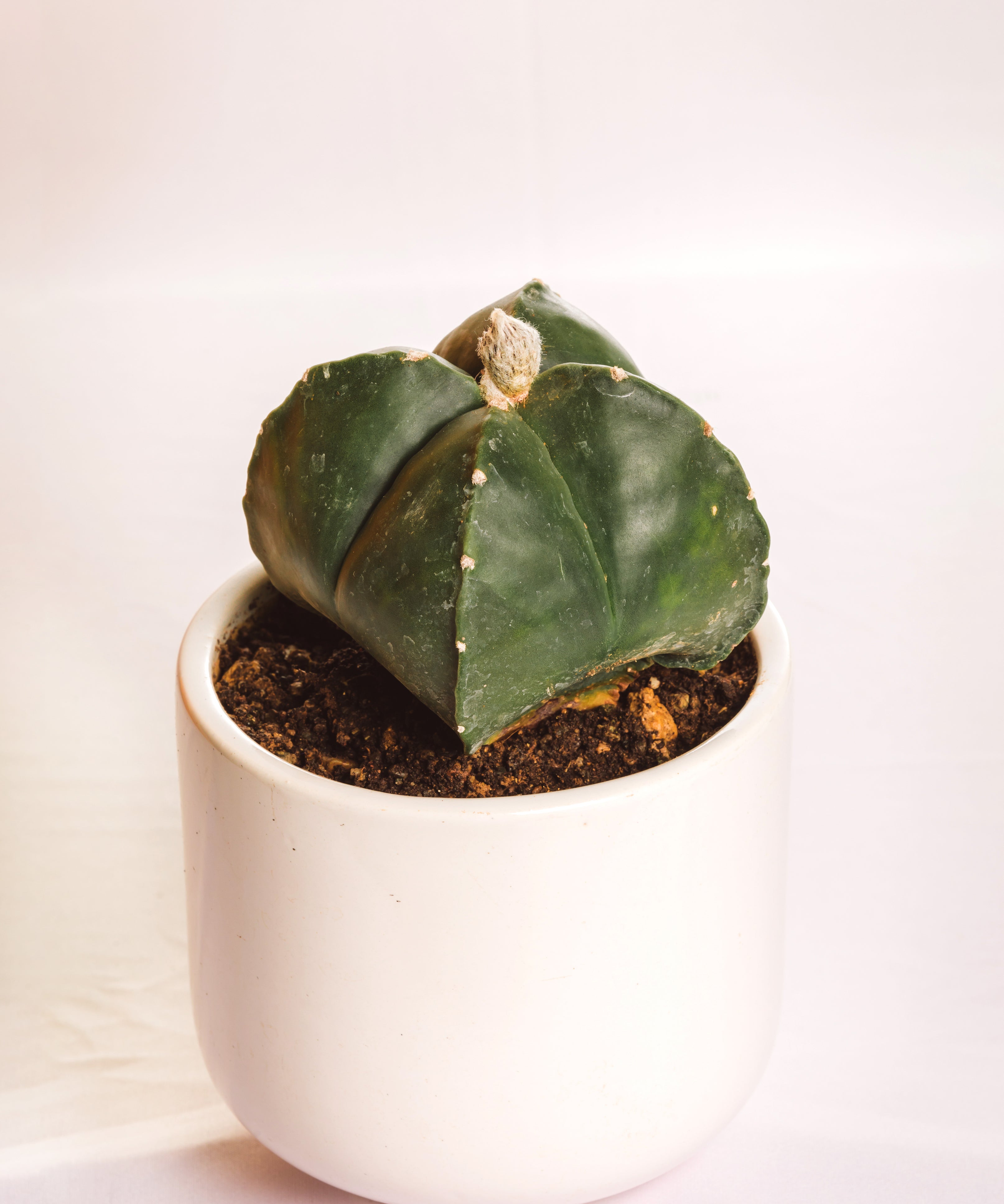 Astrophytum(4 Ribs)