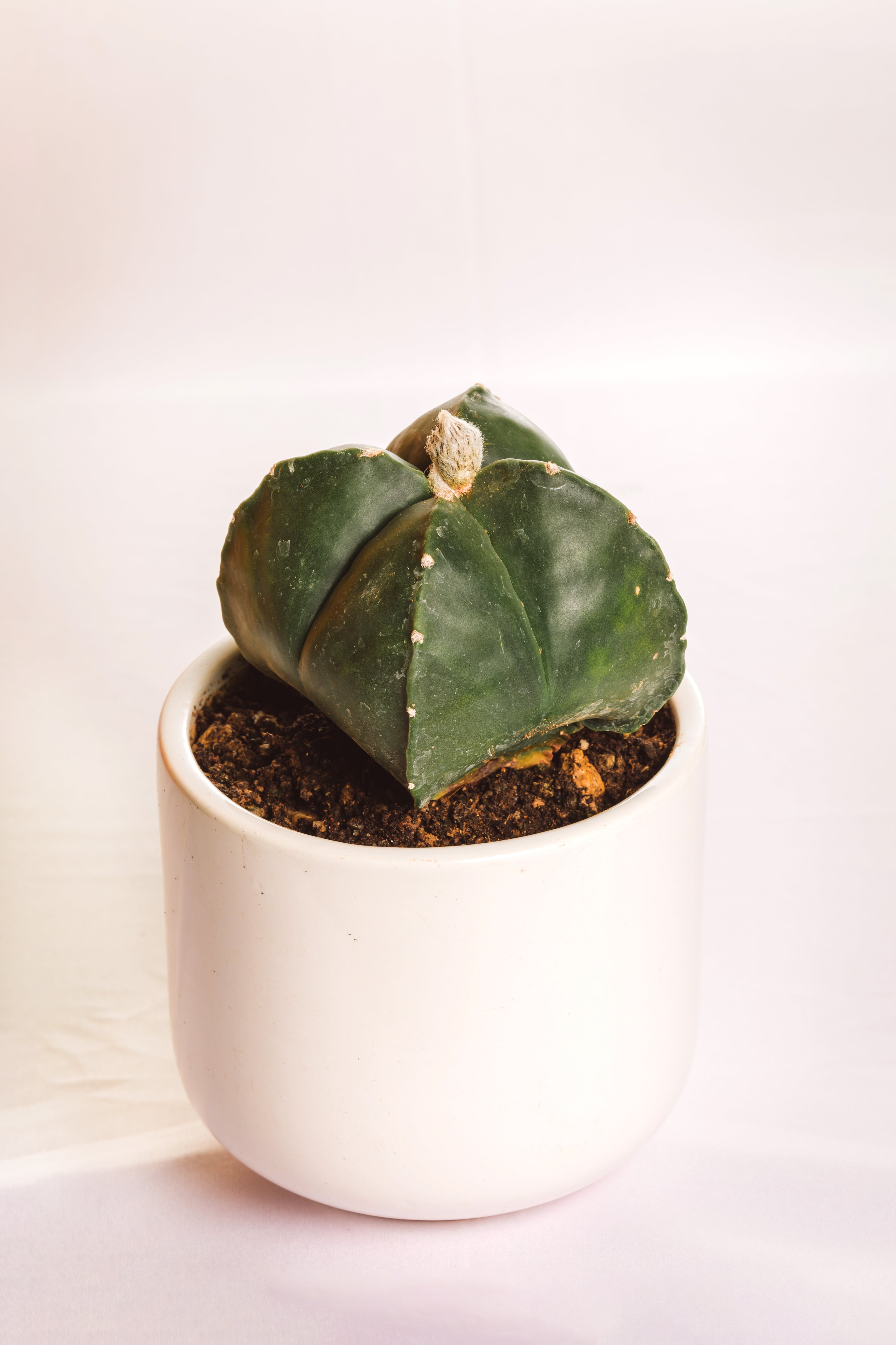 Astrophytum(4 Ribs)