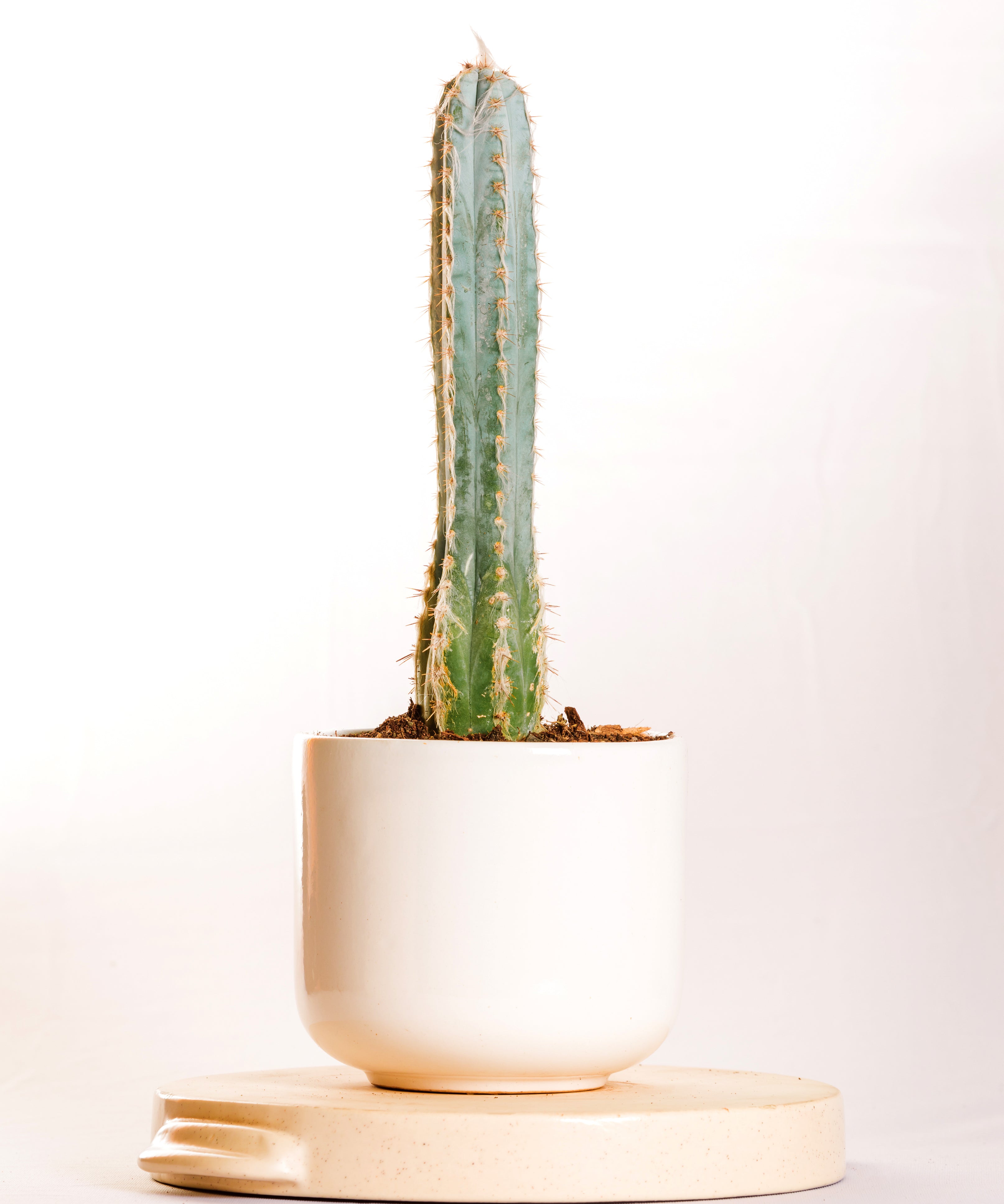 Blue Cactus