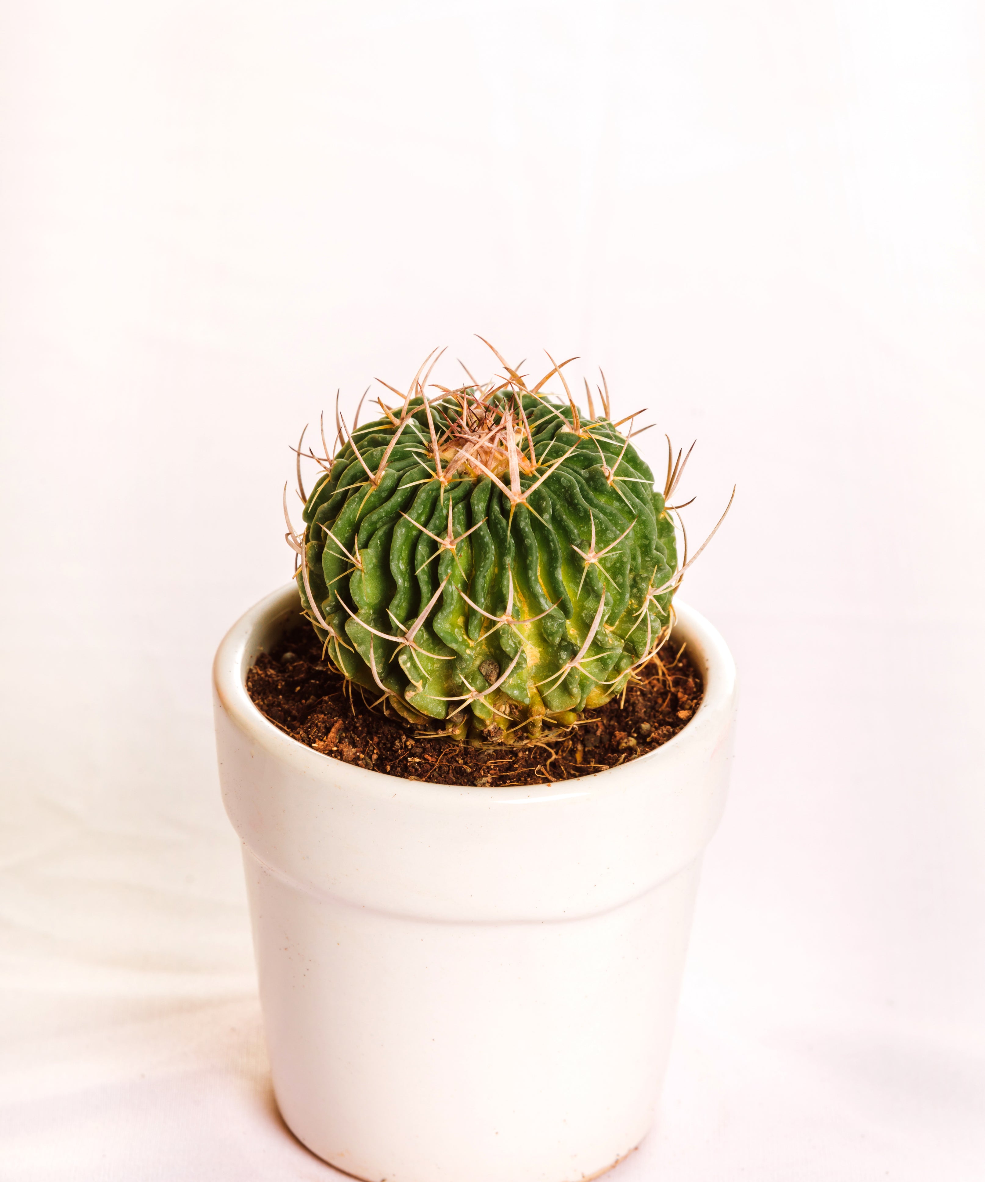 Brain Cactus