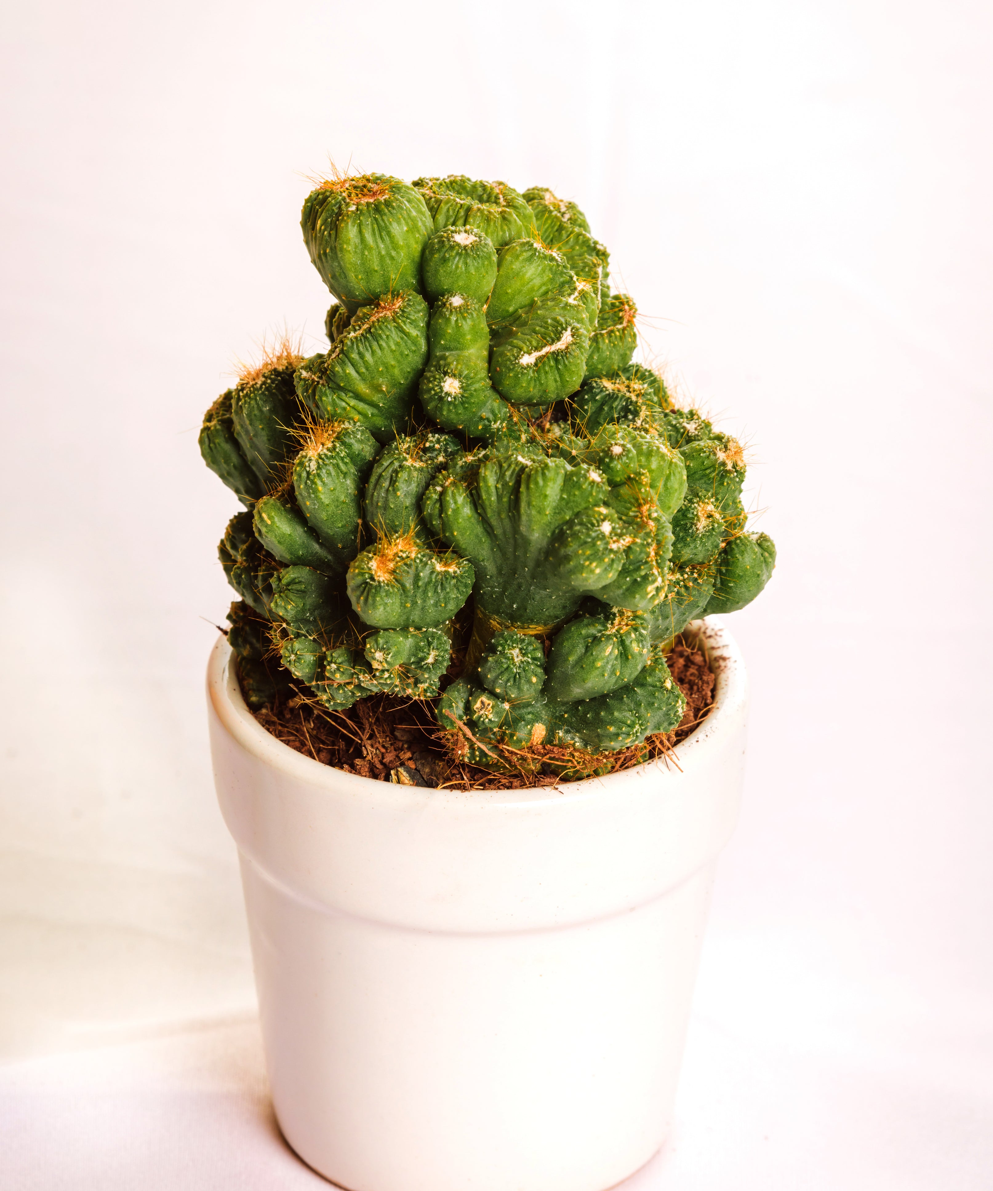 Cereus Peruvianus Cristata 1