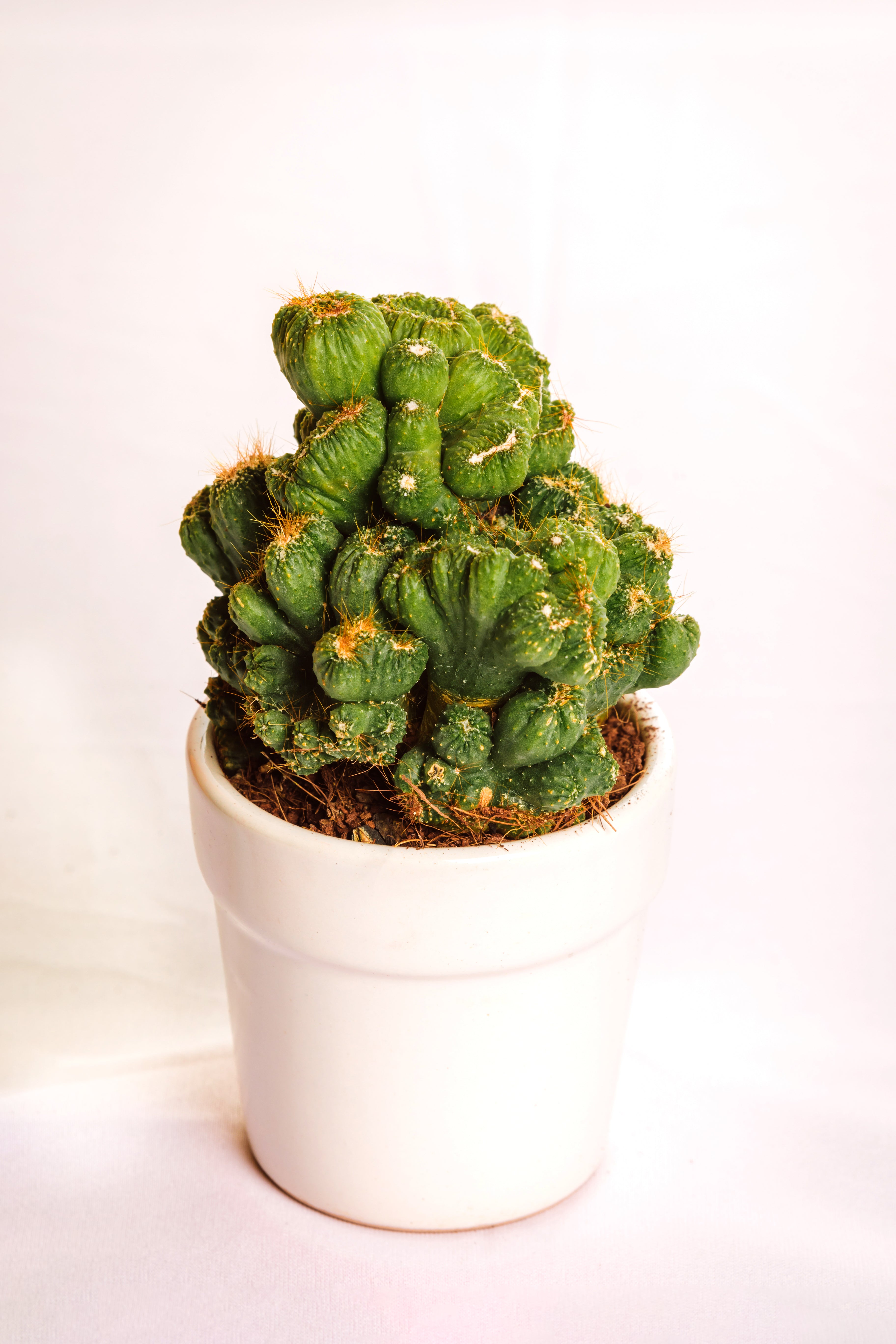Cereus Peruvianus Cristata 1