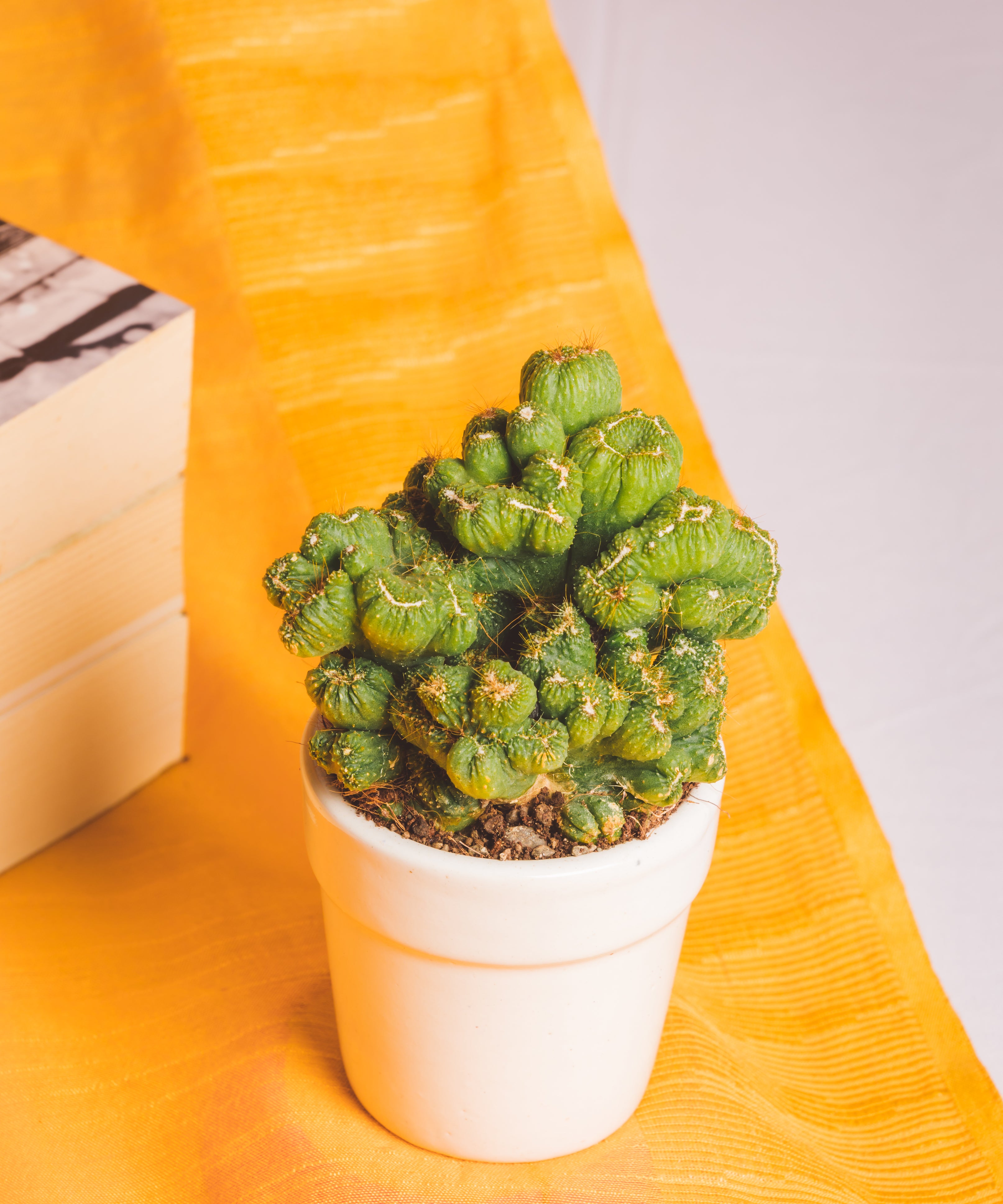 Cereus Peruvianus Cristata