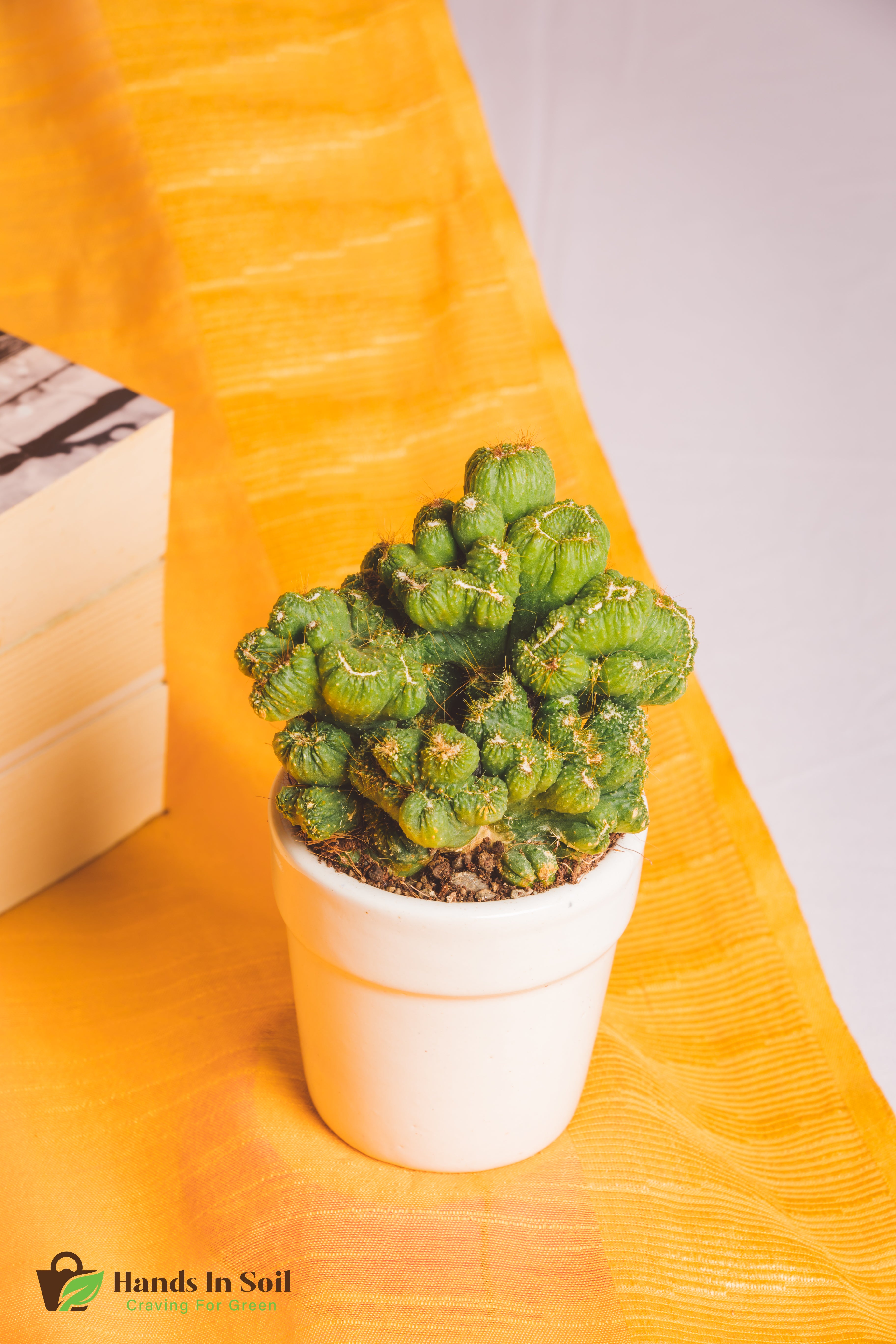 Cereus Peruvianus Cristata