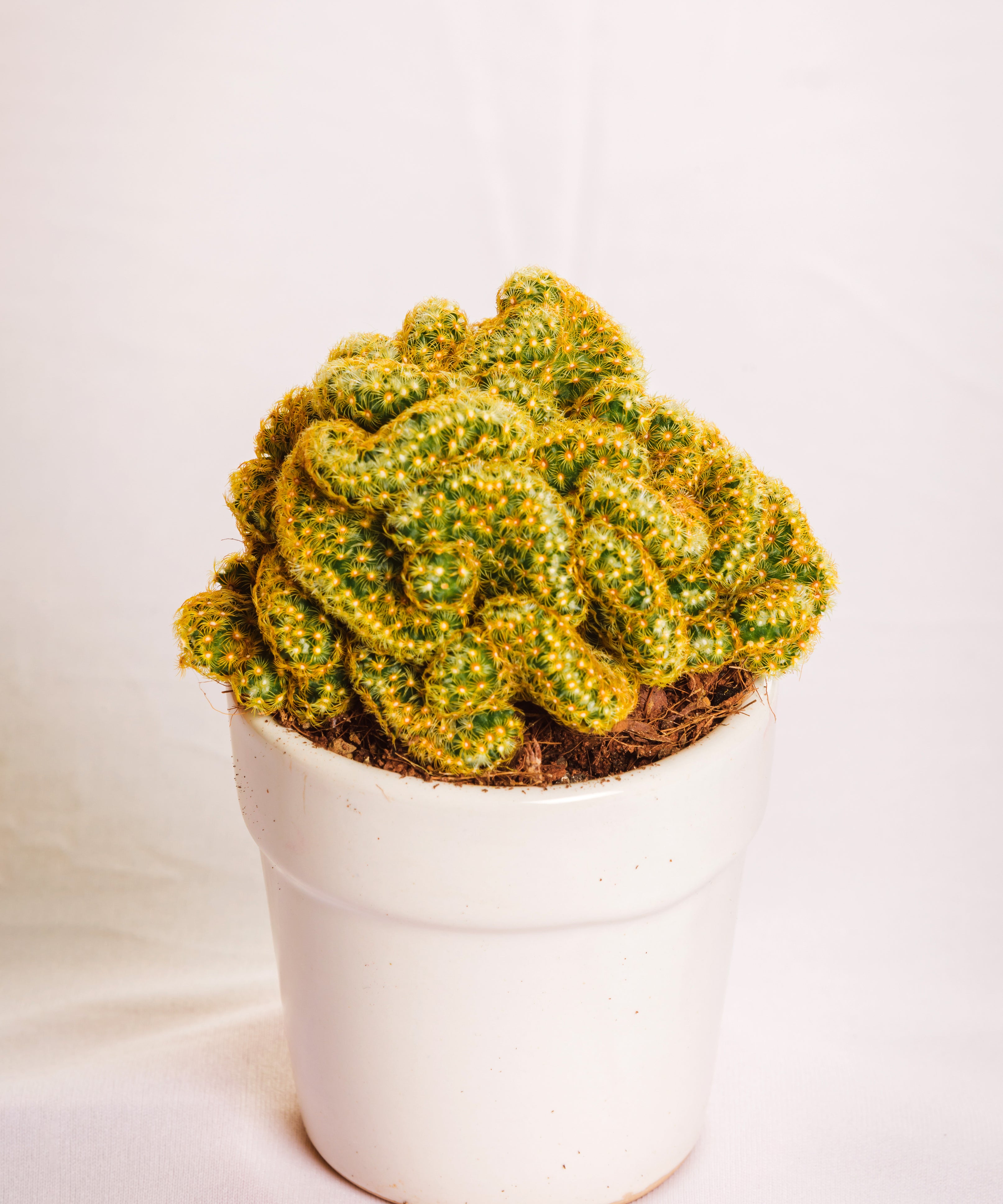 Elogata Cristata Brain Cactus