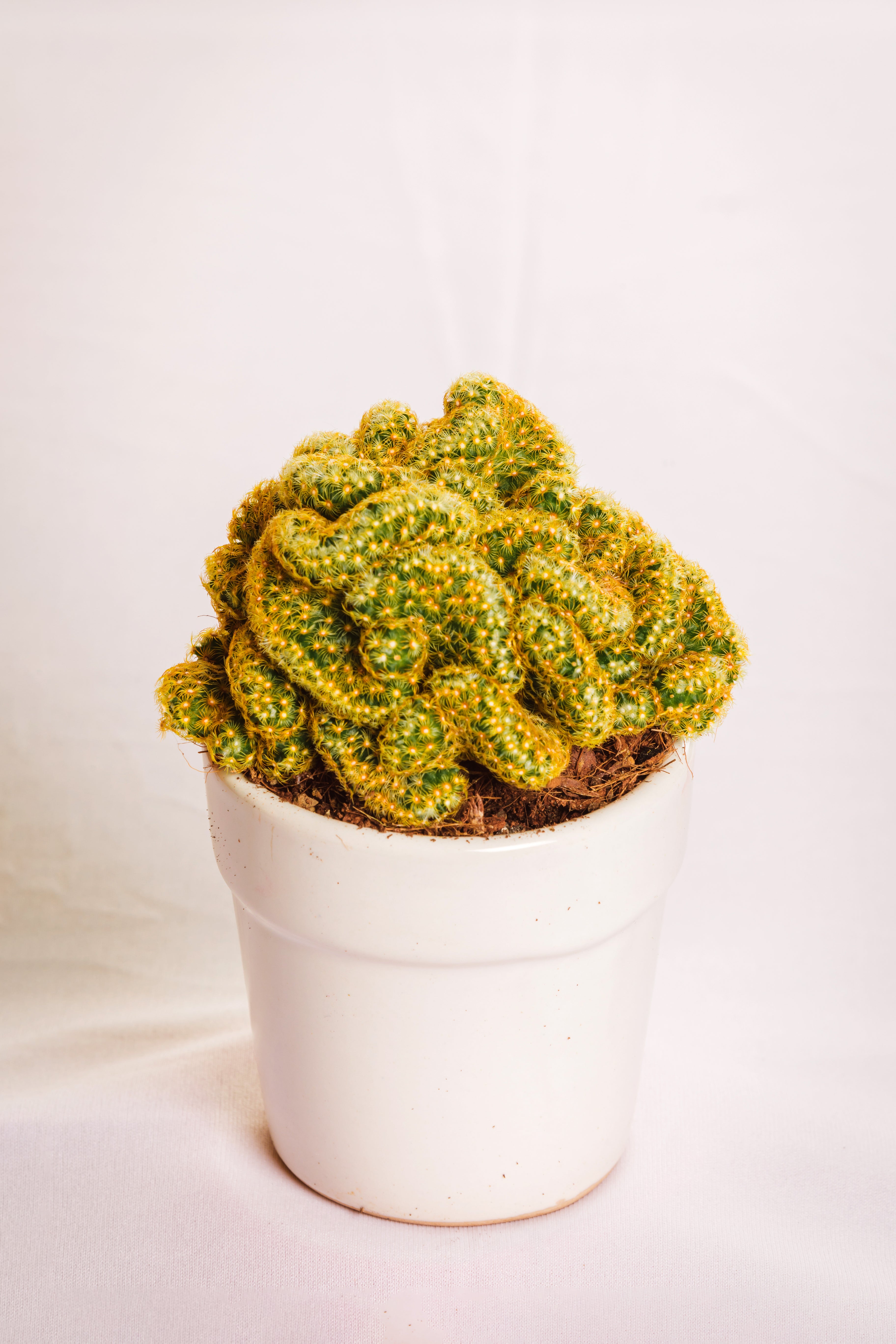 Elogata Cristata Brain Cactus