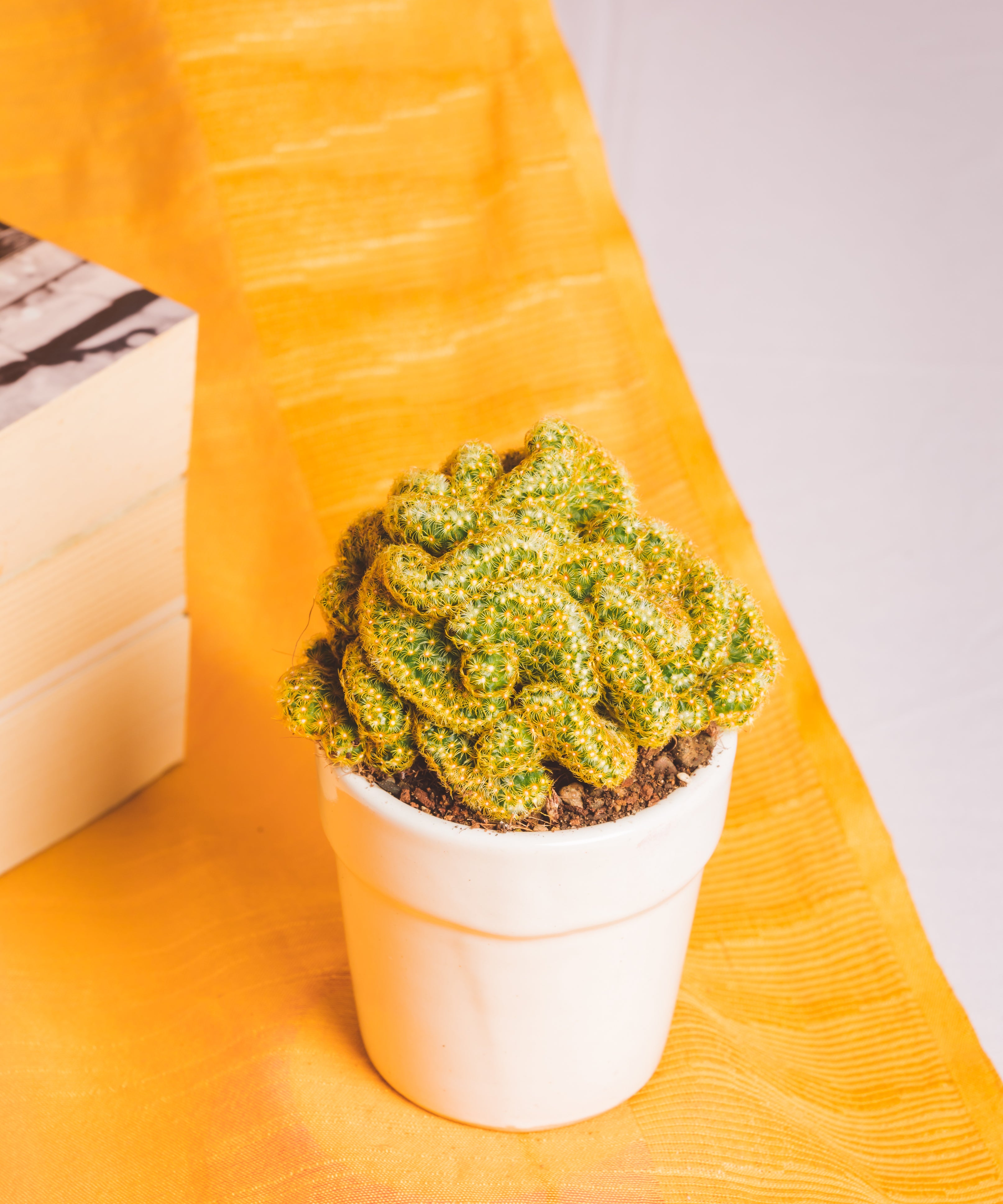 Elogata Cristata Brain Cactus 1