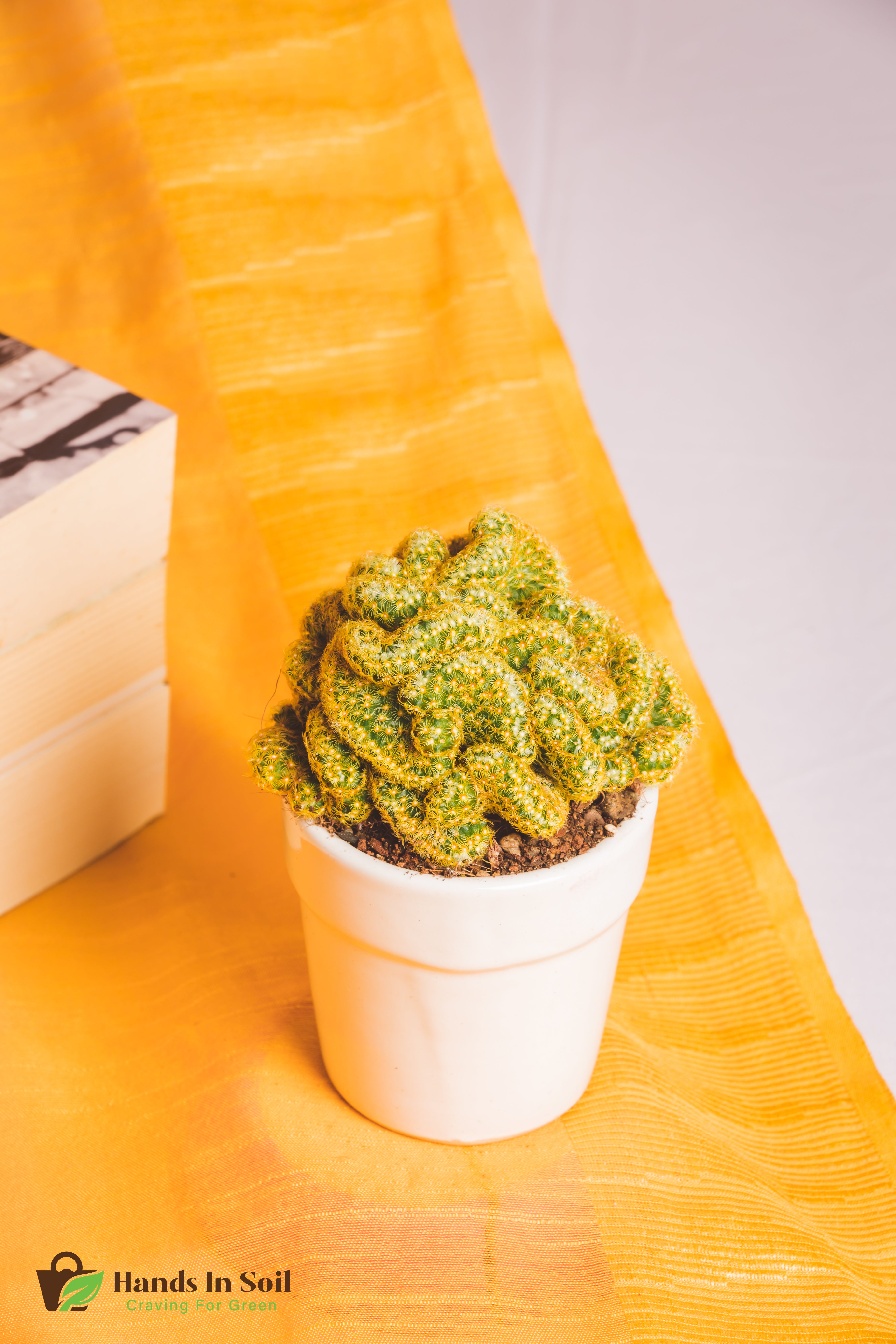 Elogata Cristata Brain Cactus 1