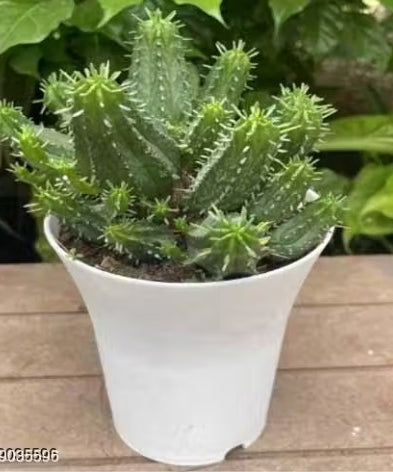 Euphorbia-Ferox-Hybrid Live Plant