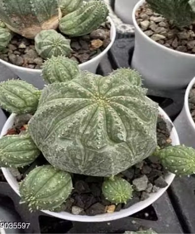 Euphorbia-Obessa Live Plant