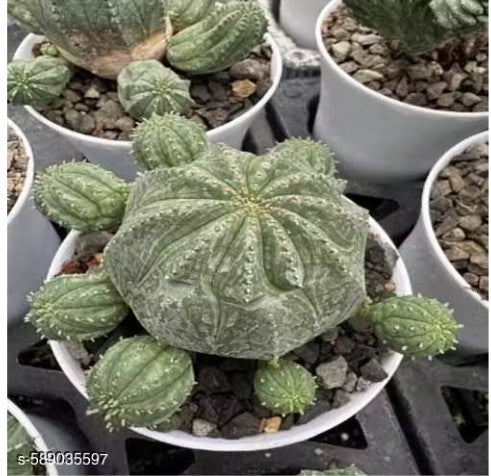 Euphorbia-Obessa Live Plant