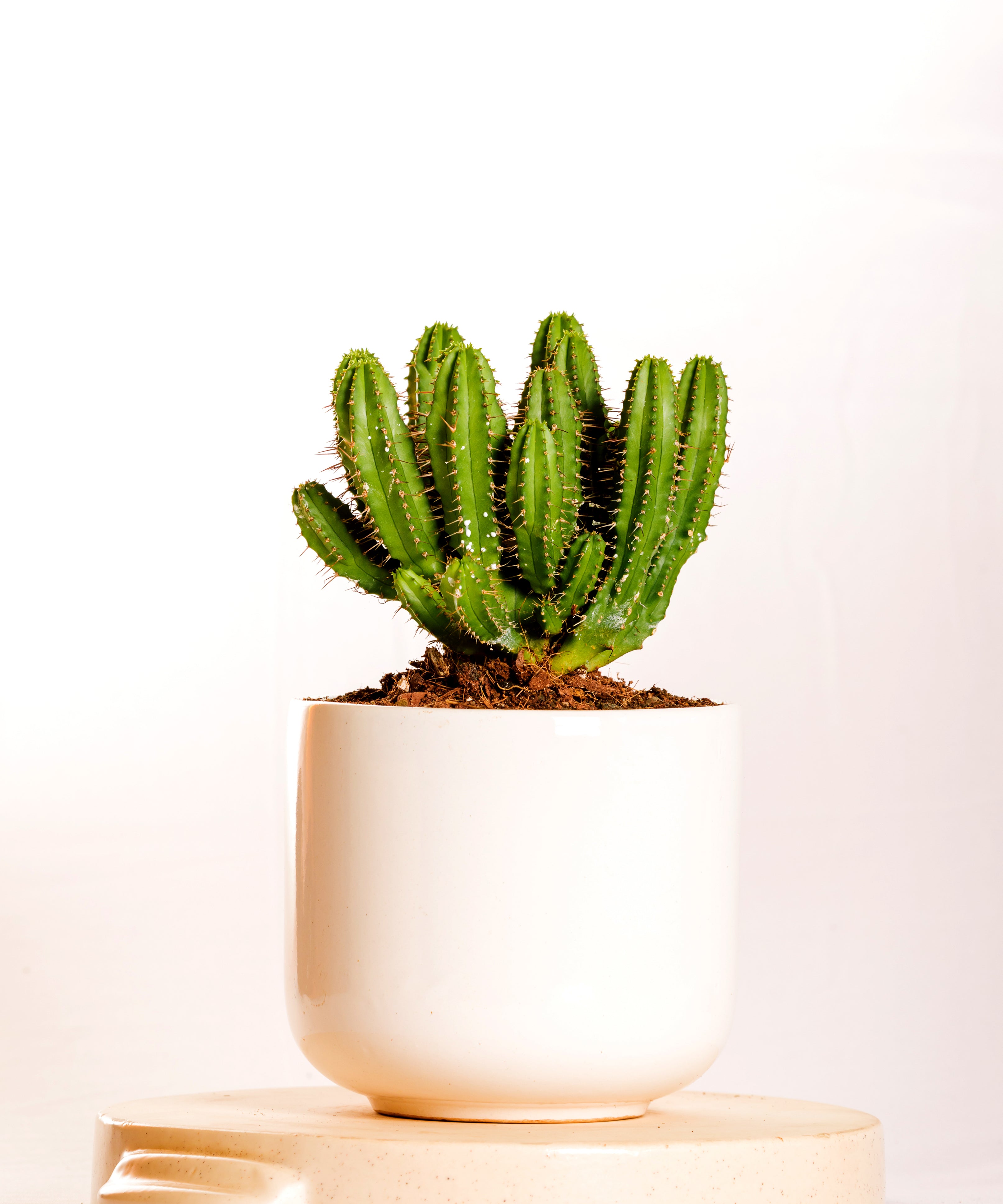 
Euphorbia Fruticosa 