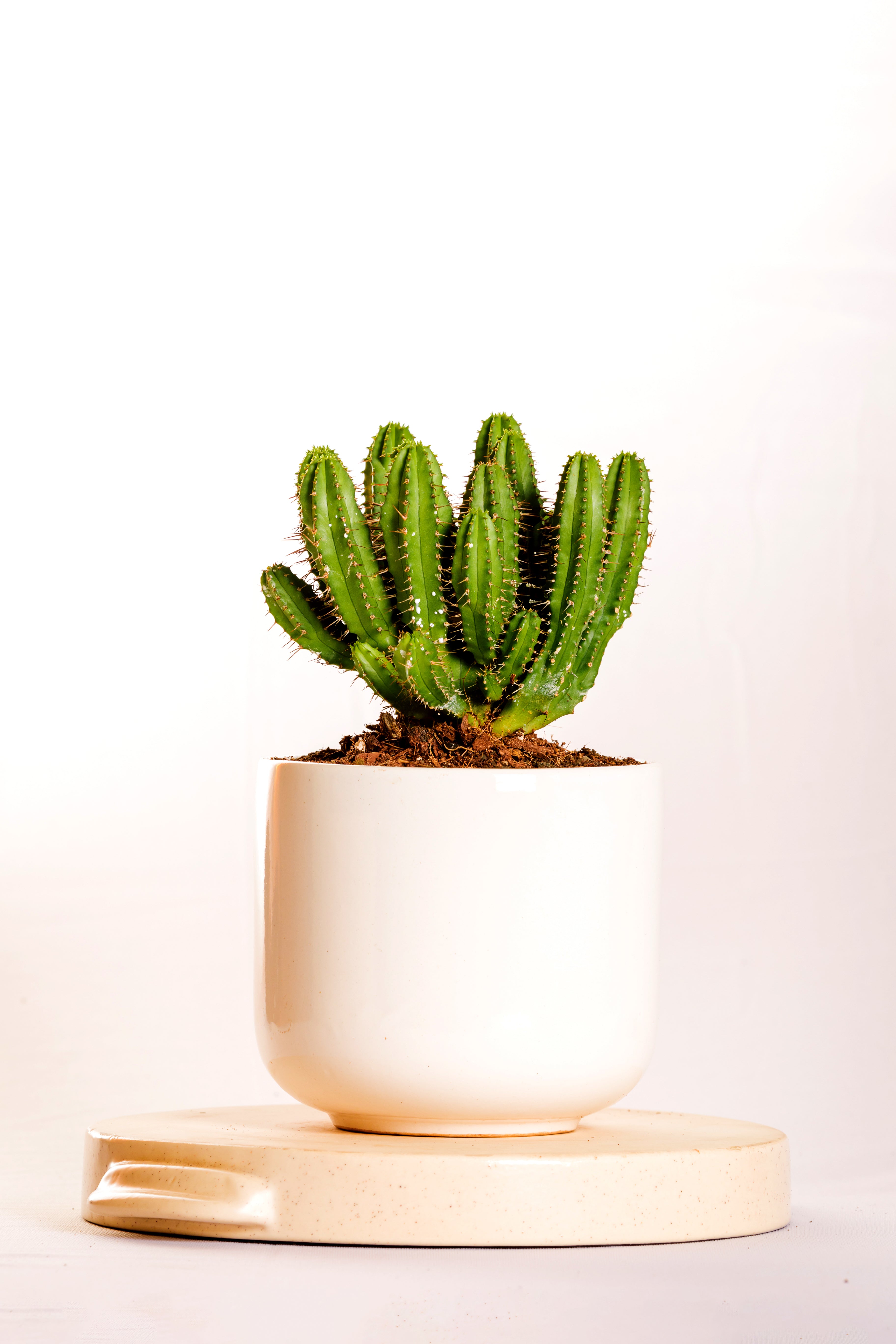 
Euphorbia Fruticosa 