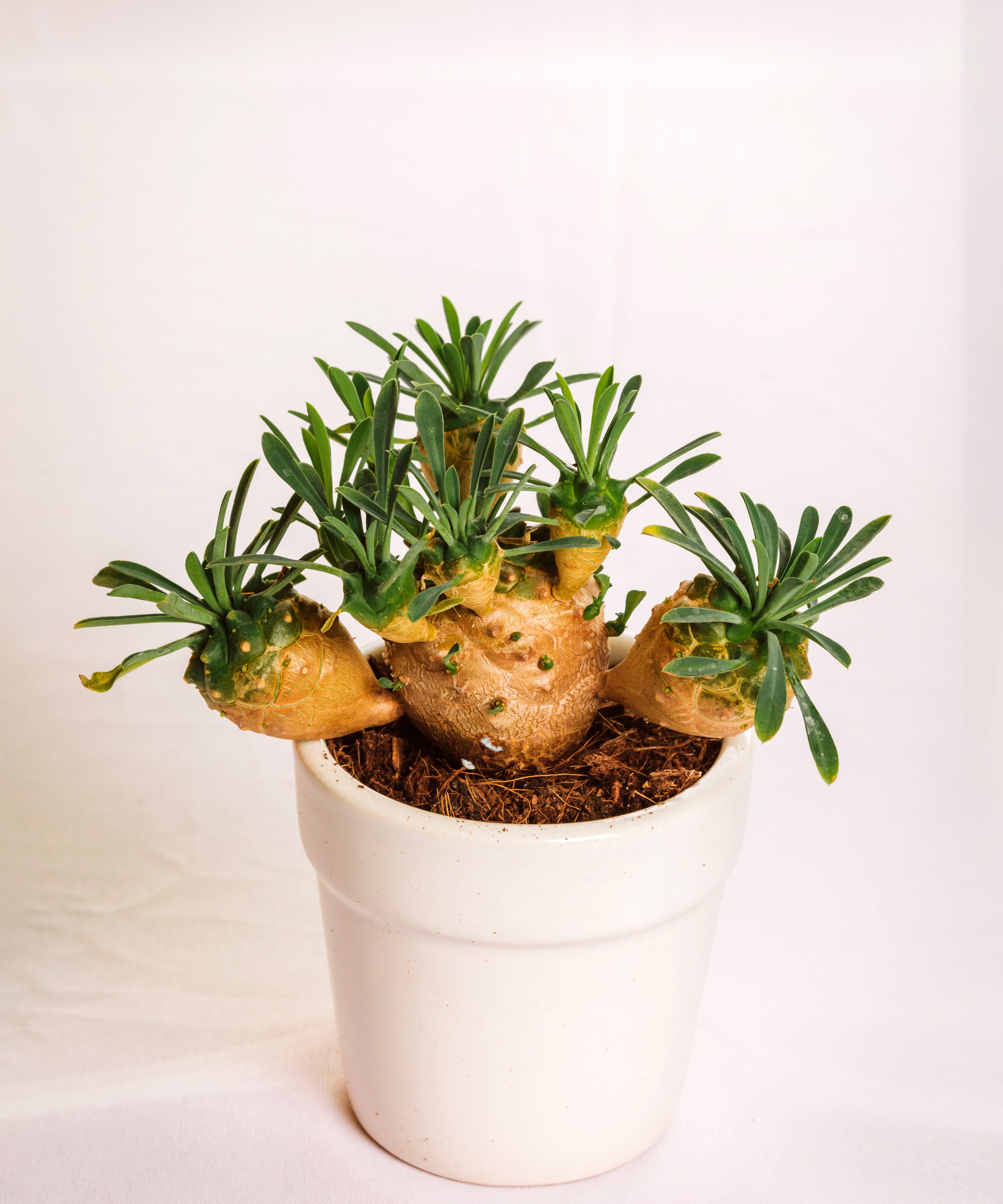 Euphorbia Japonica