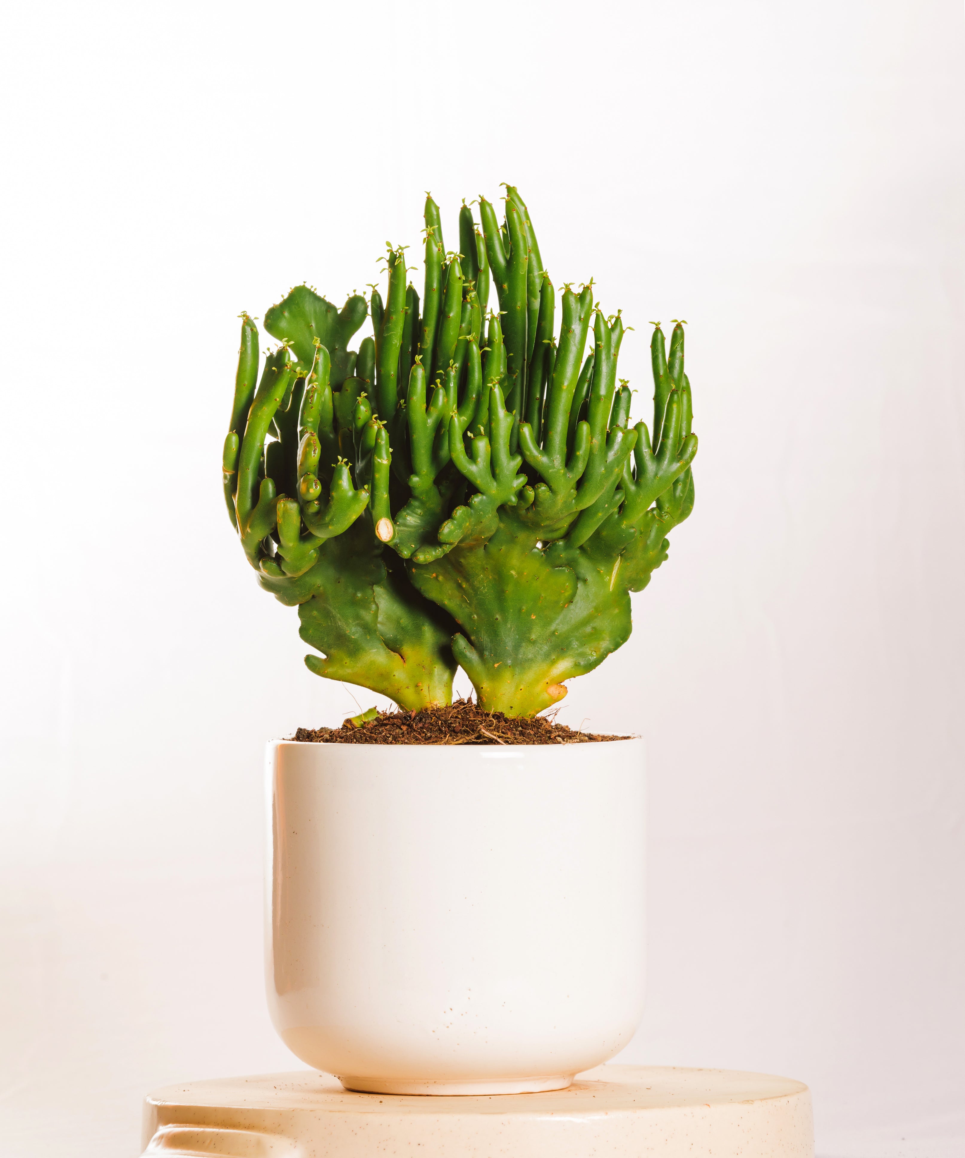 Euphorbia Leucodendron Cristata 