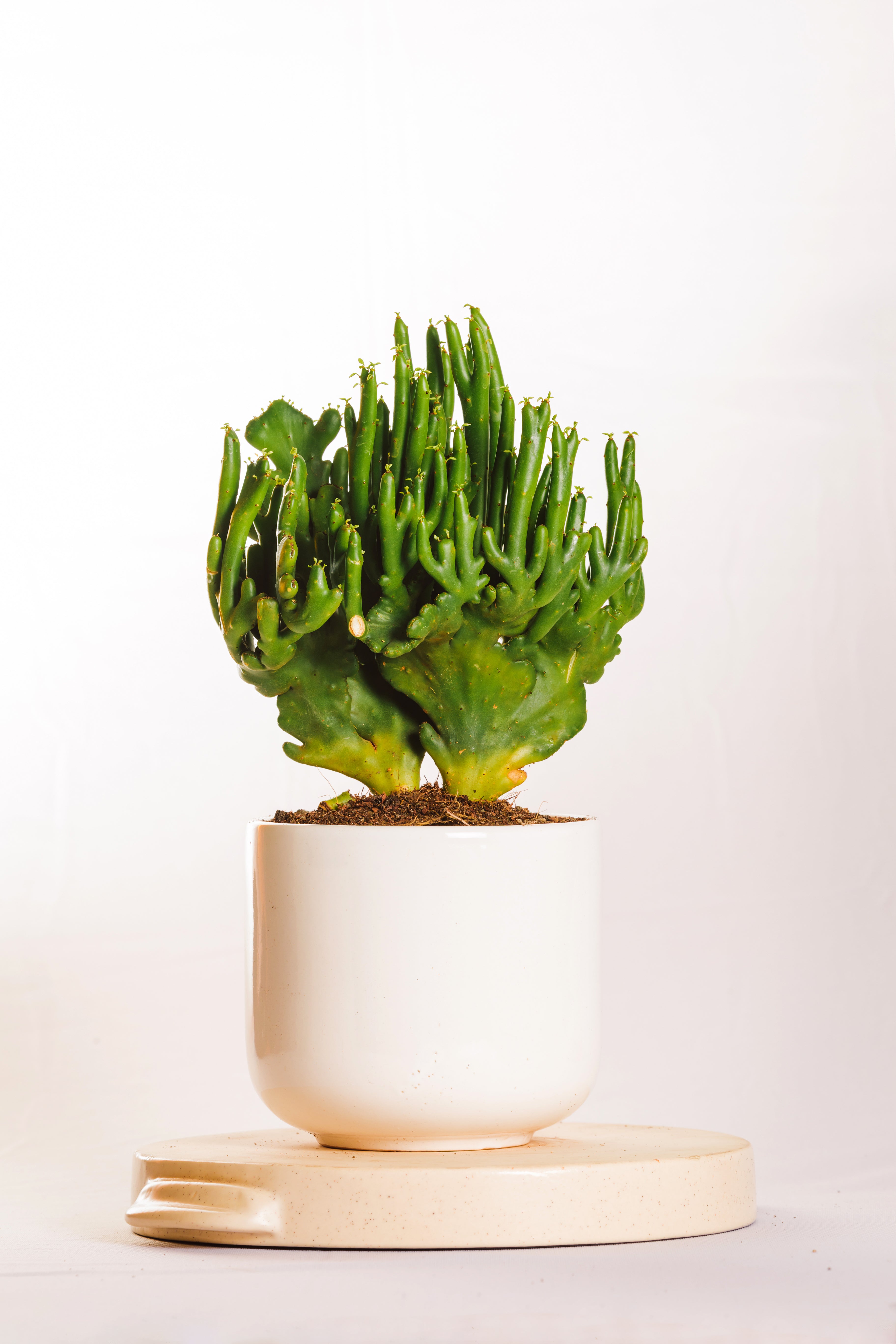 Euphorbia Leucodendron Cristata 